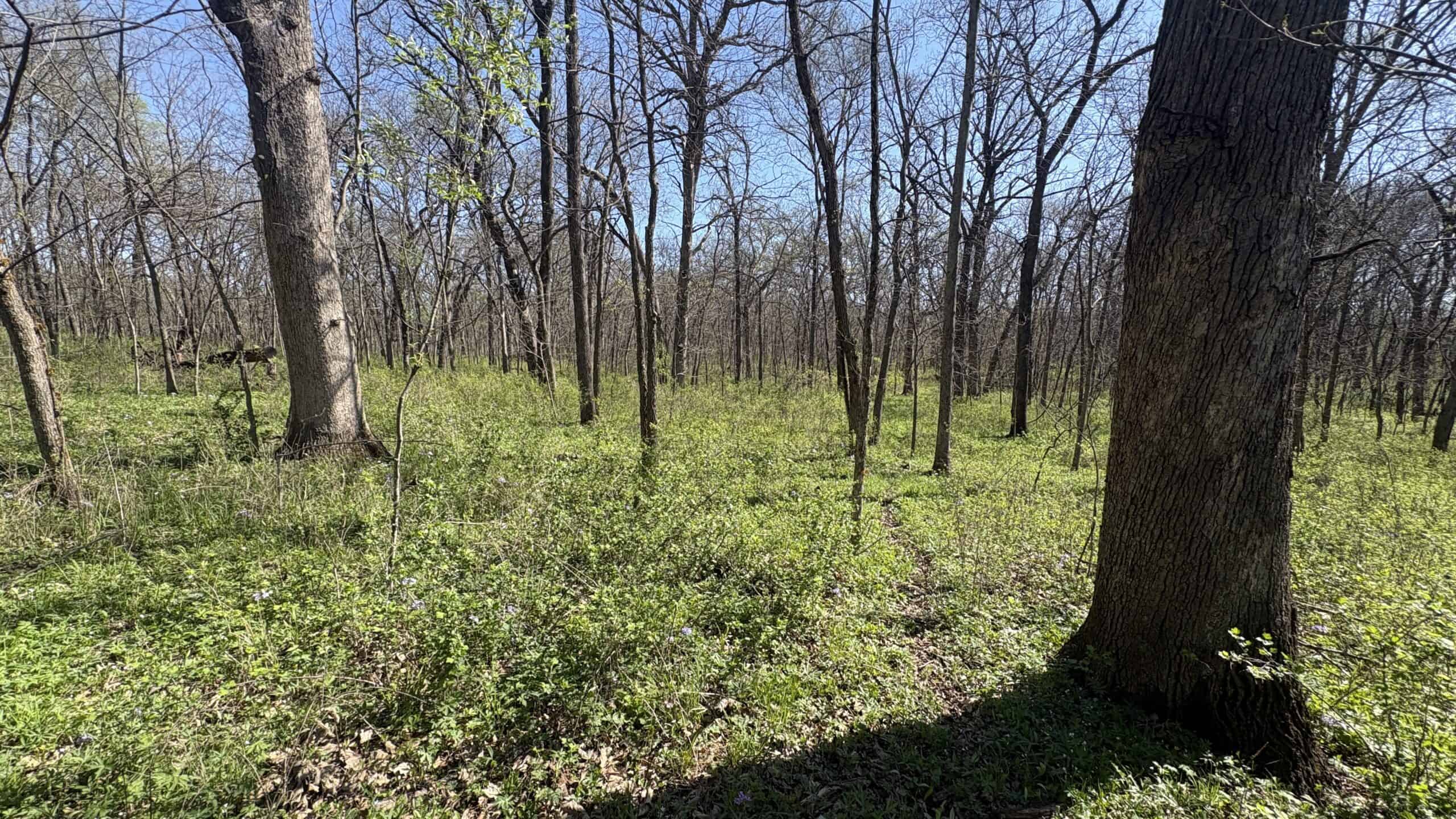 Hunting, Row Crop & CRP near Eagleville, MO