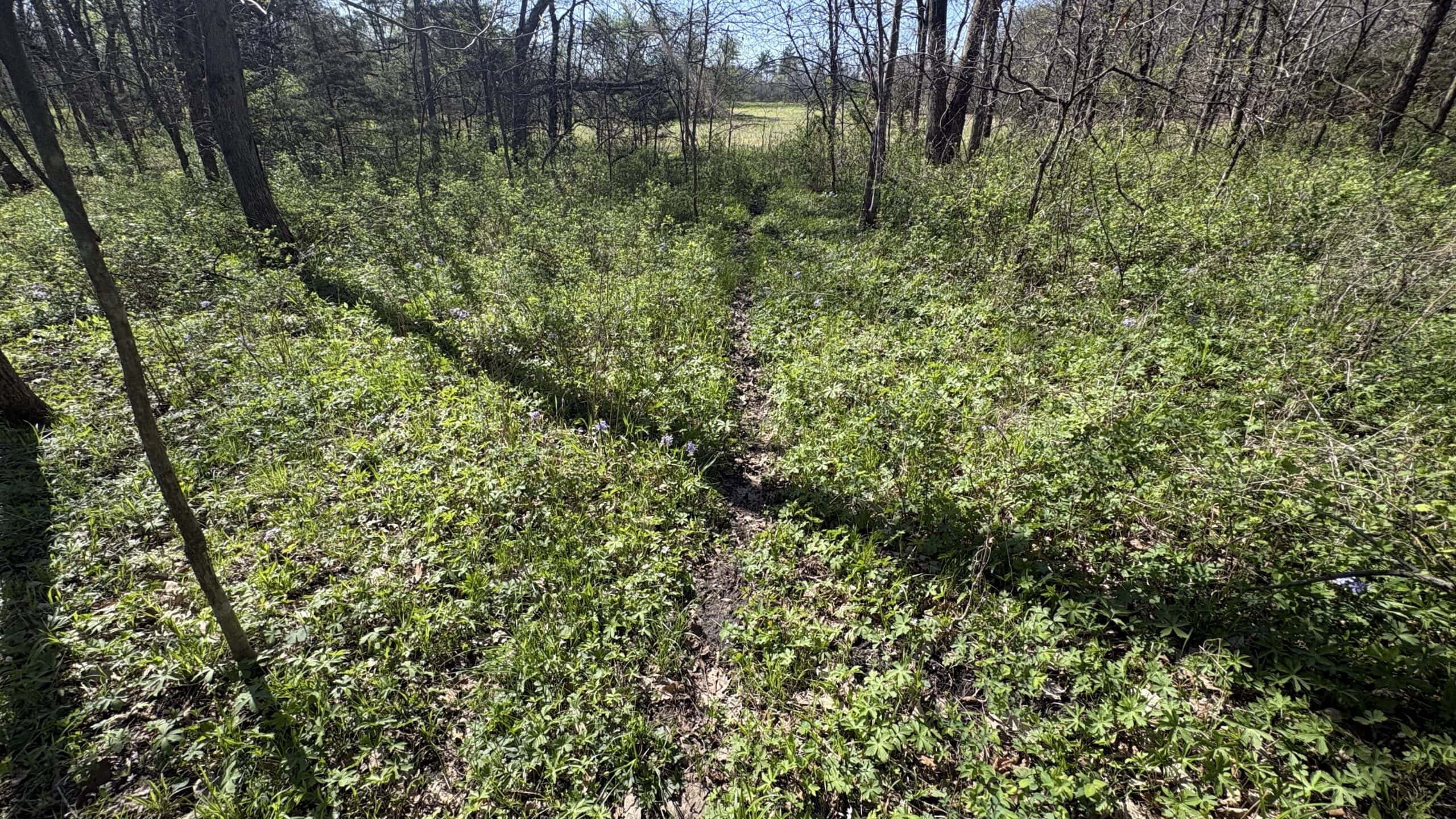 Hunting, Row Crop & CRP near Eagleville, MO