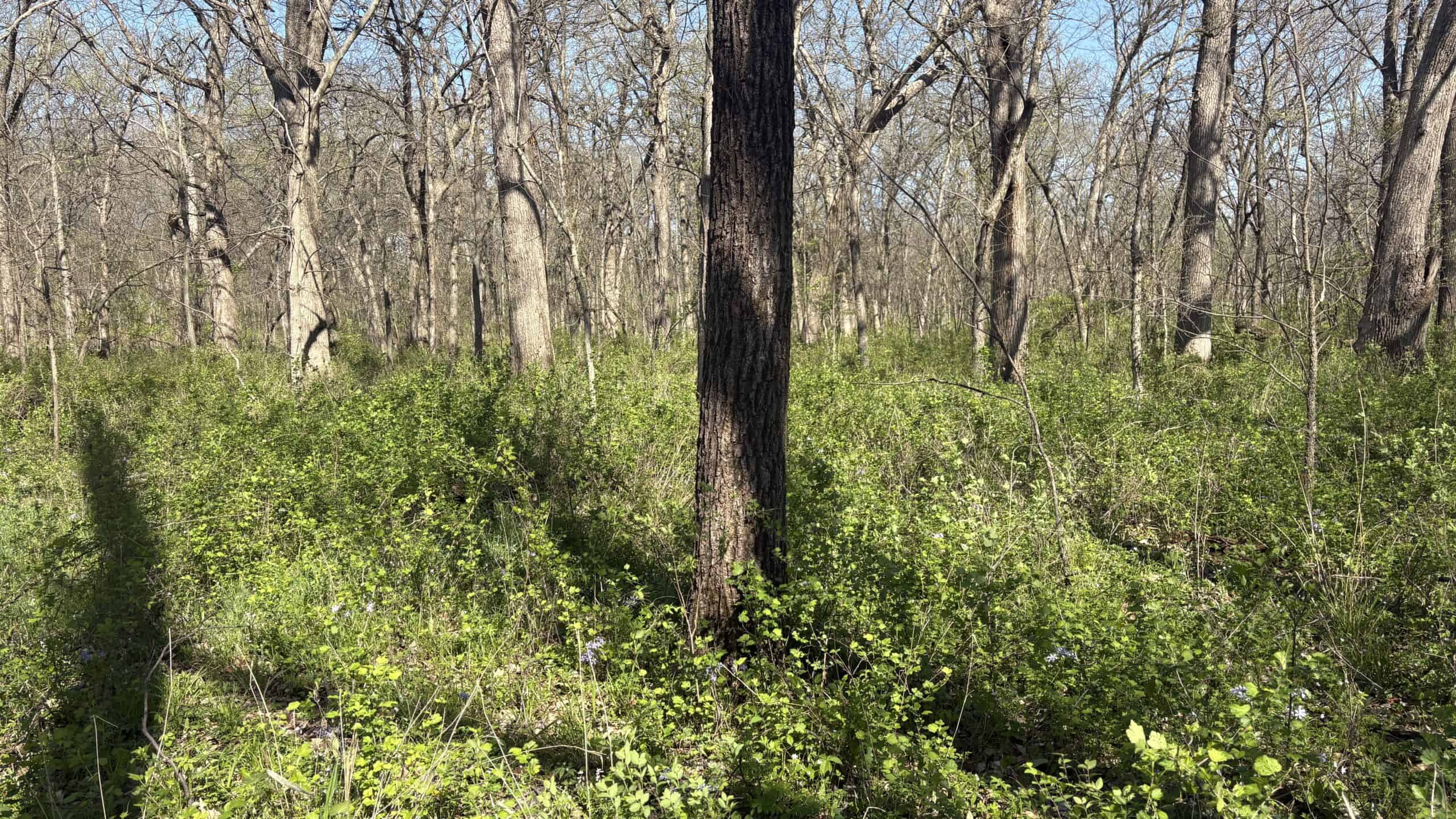 Hunting, Row Crop & CRP near Eagleville, MO