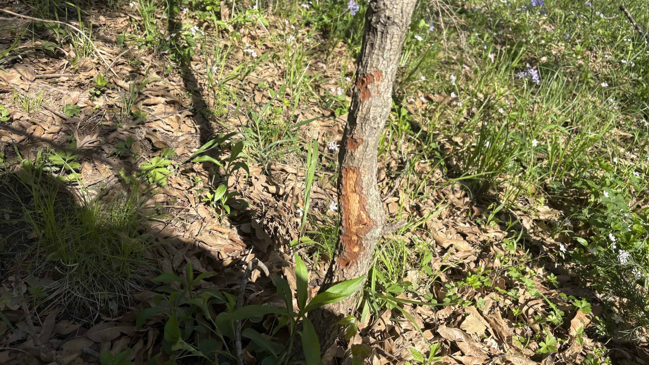 Hunting, Row Crop & CRP near Eagleville, MO