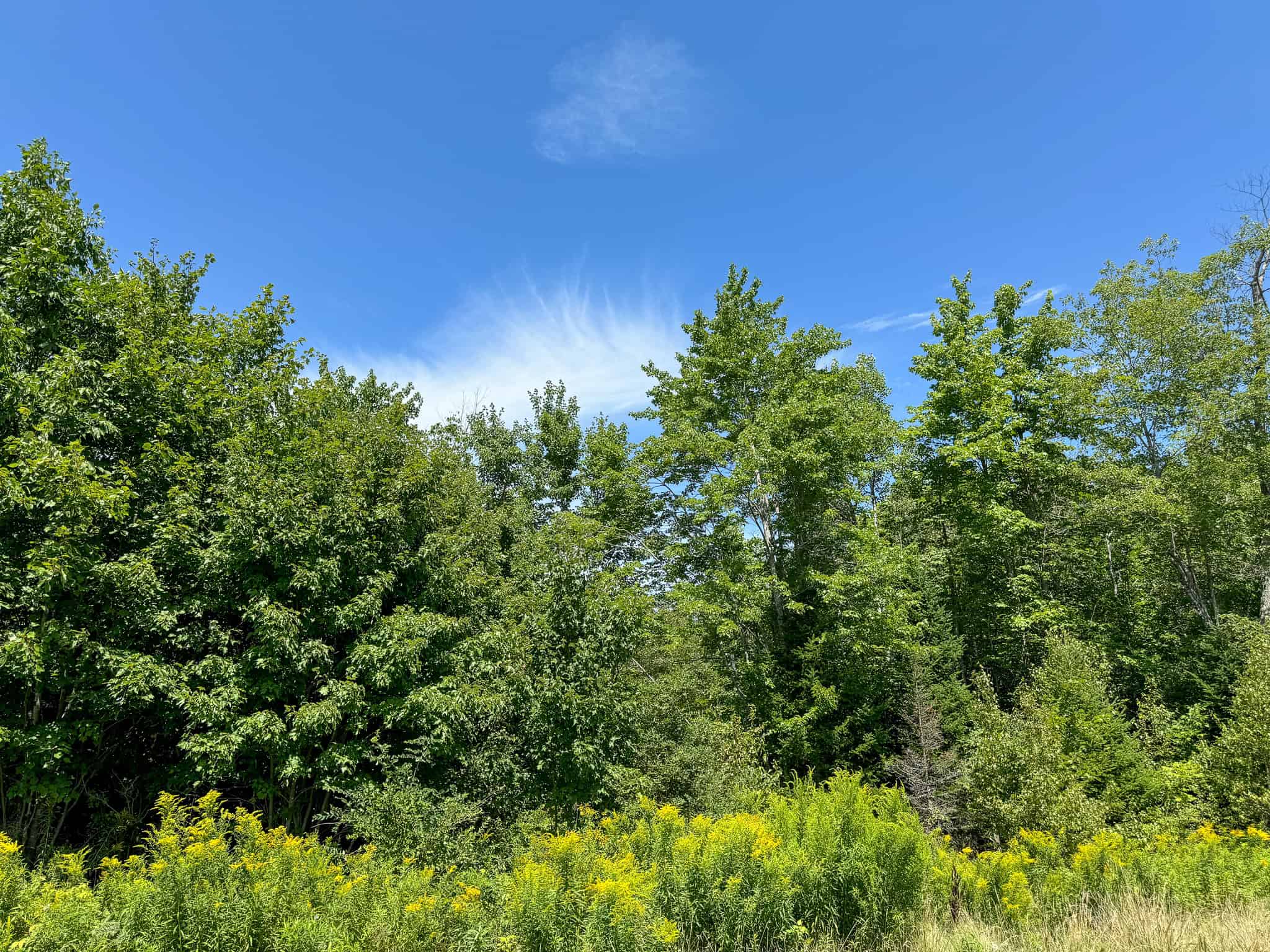 Expansive 325± Acre Land Parcel – Plymouth, ME