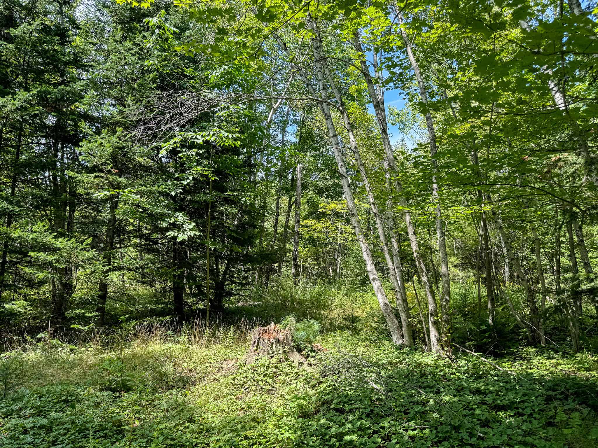 Expansive 325± Acre Land Parcel – Plymouth, ME
