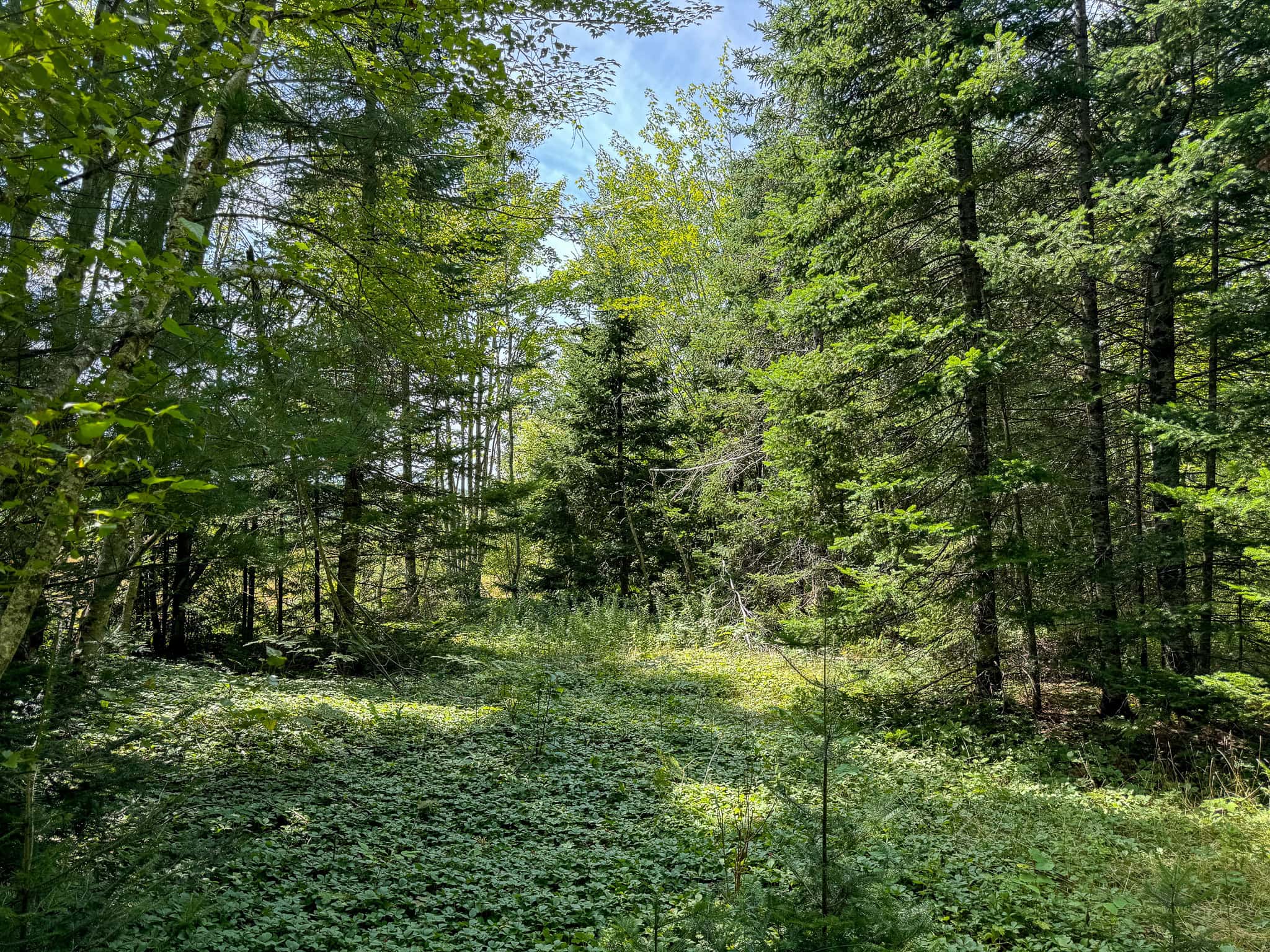 Expansive 325± Acre Land Parcel – Plymouth, ME