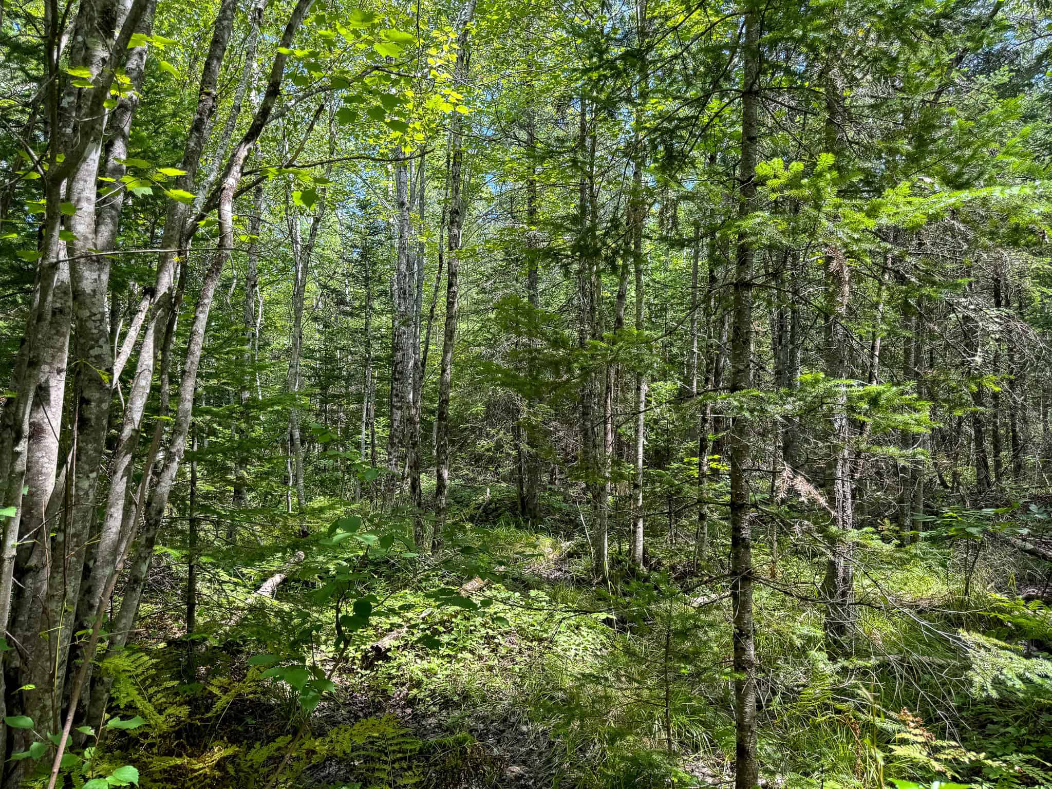 Expansive 325± Acre Land Parcel – Plymouth, ME