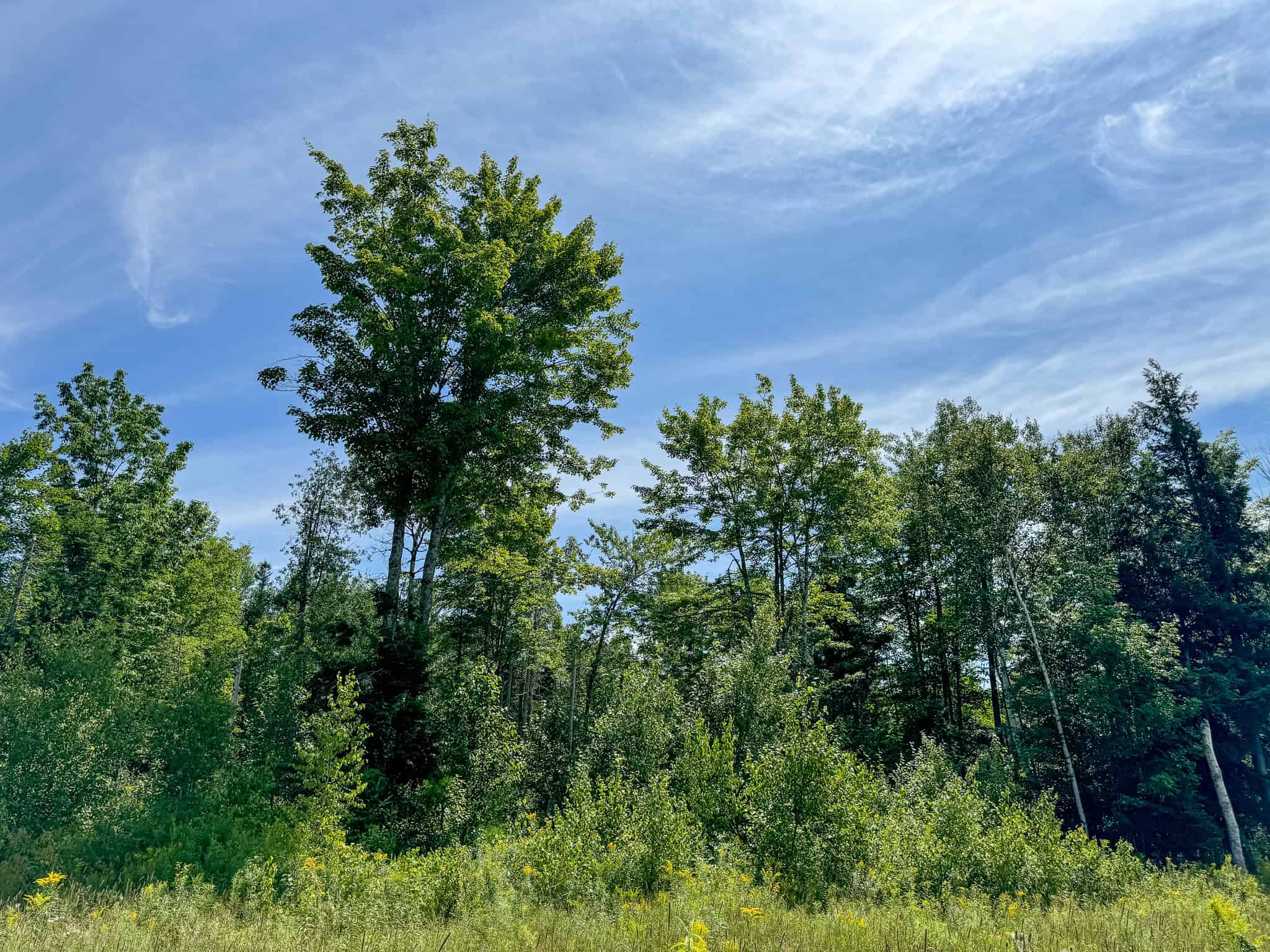 Expansive 325± Acre Land Parcel – Plymouth, ME