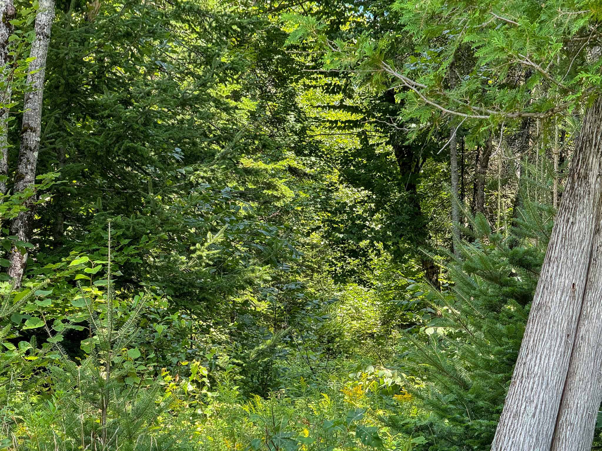 Expansive 325± Acre Land Parcel – Plymouth, ME