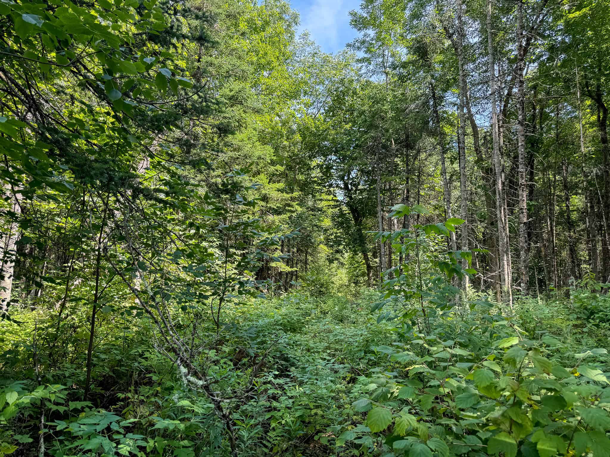 Expansive 325± Acre Land Parcel – Plymouth, ME