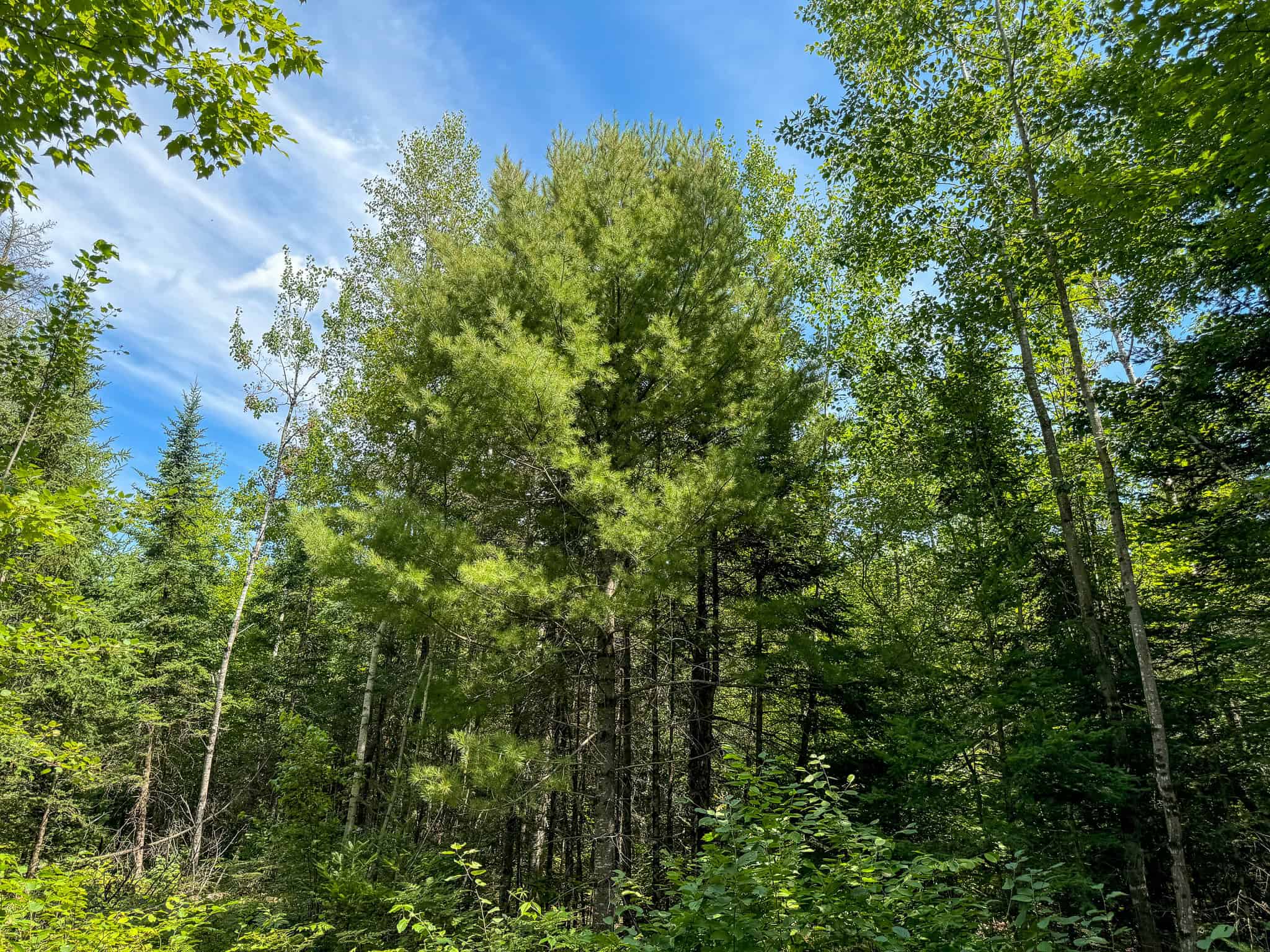 Expansive 325± Acre Land Parcel – Plymouth, ME