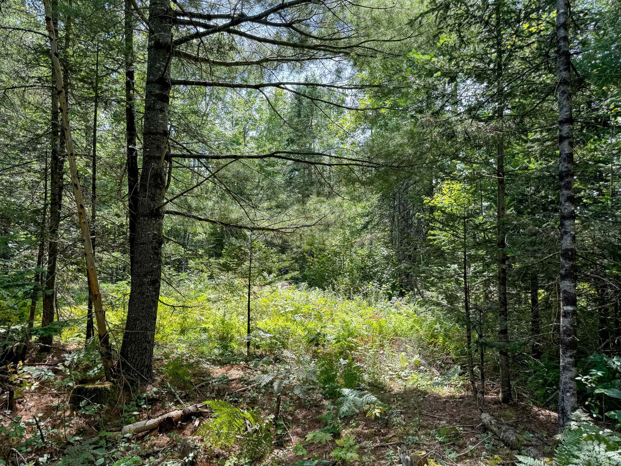 Expansive 325± Acre Land Parcel – Plymouth, ME