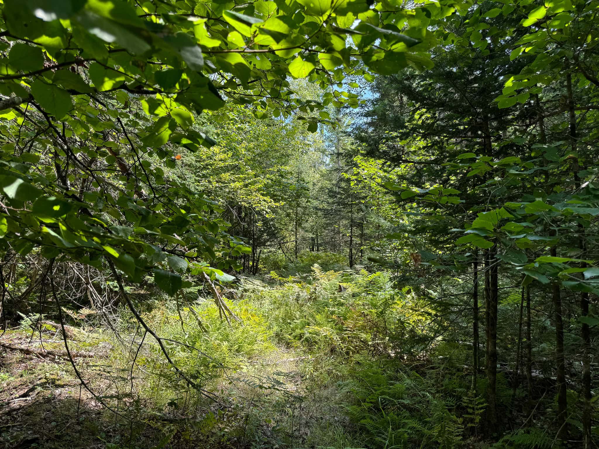Expansive 325± Acre Land Parcel – Plymouth, ME