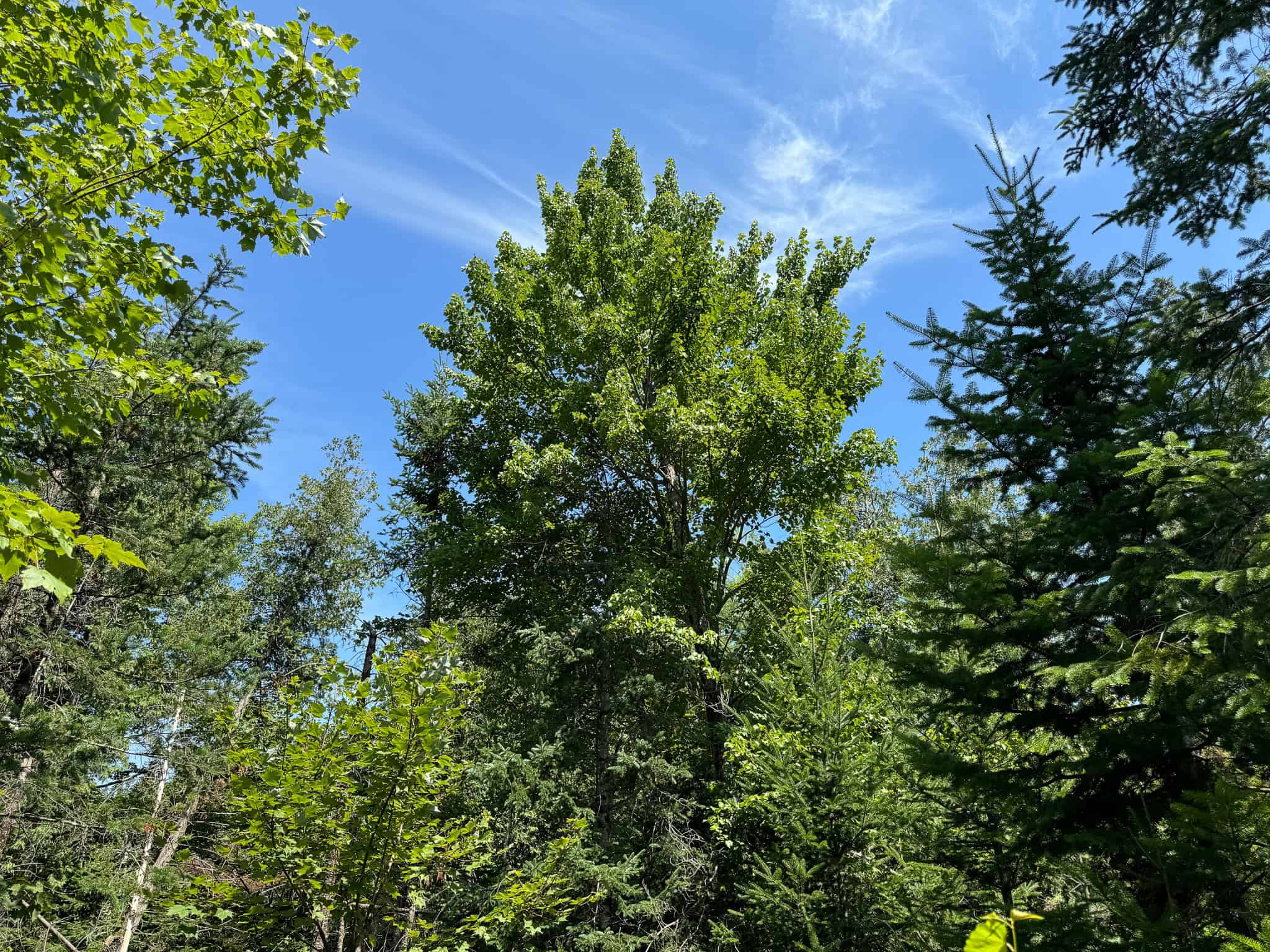 Expansive 325± Acre Land Parcel – Plymouth, ME