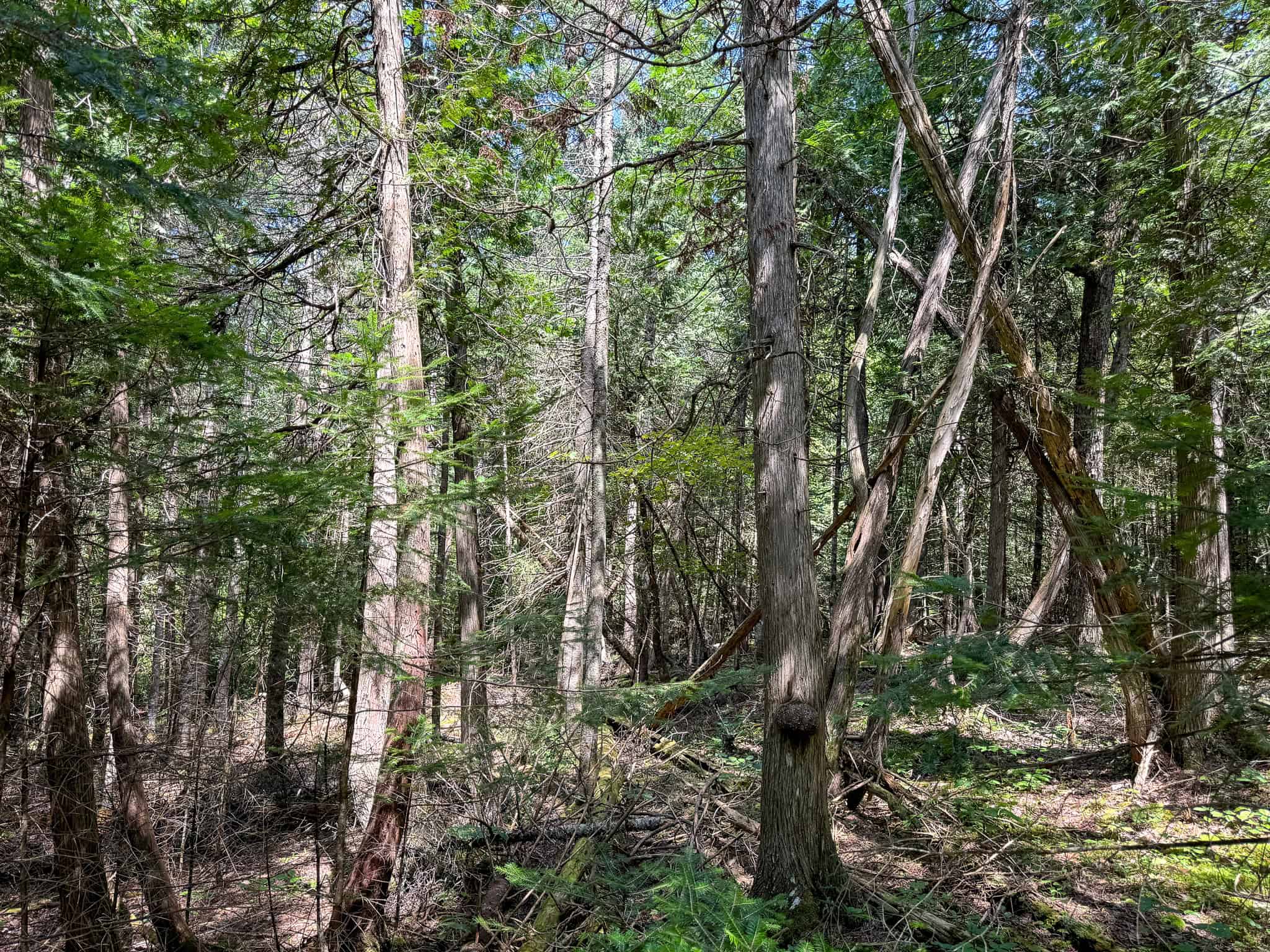 Expansive 325± Acre Land Parcel – Plymouth, ME