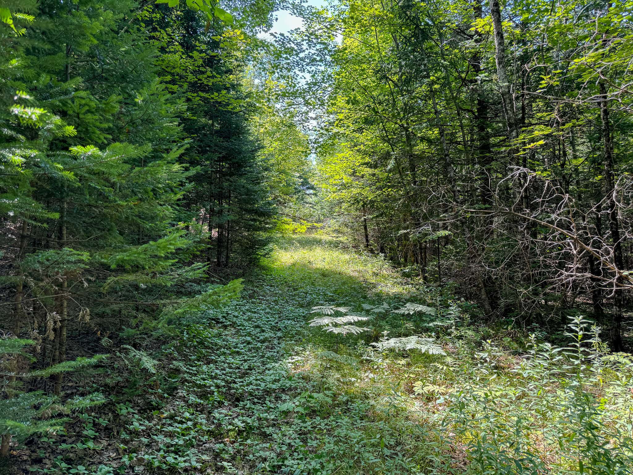 Expansive 325± Acre Land Parcel – Plymouth, ME