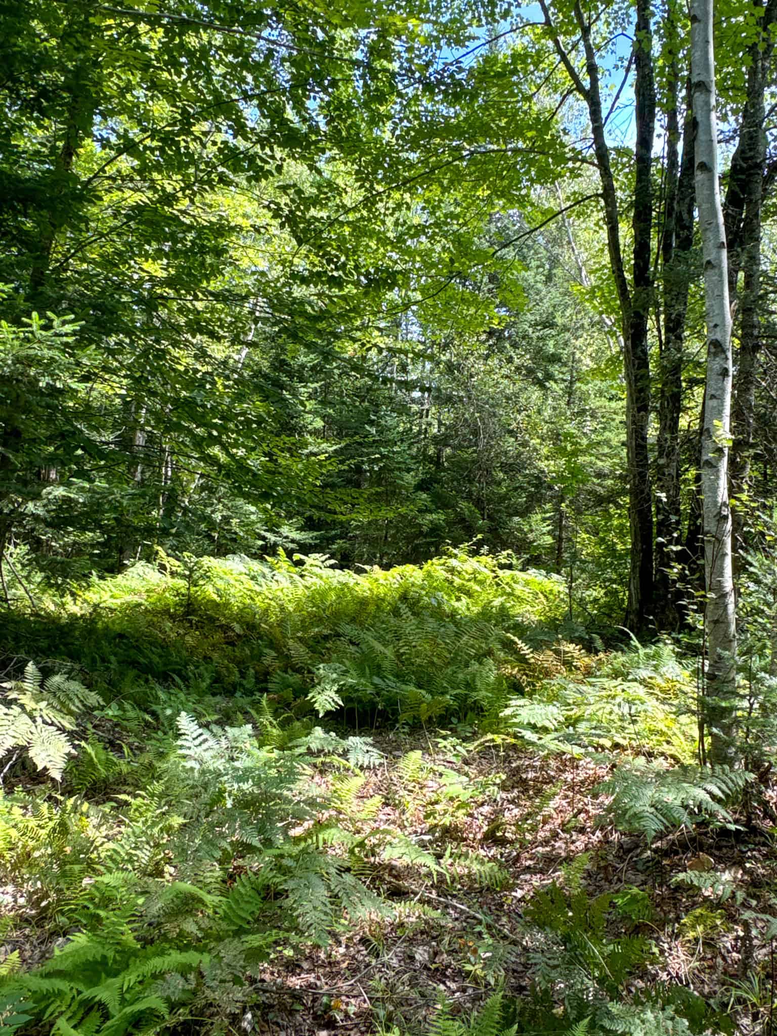 Expansive 325± Acre Land Parcel – Plymouth, ME