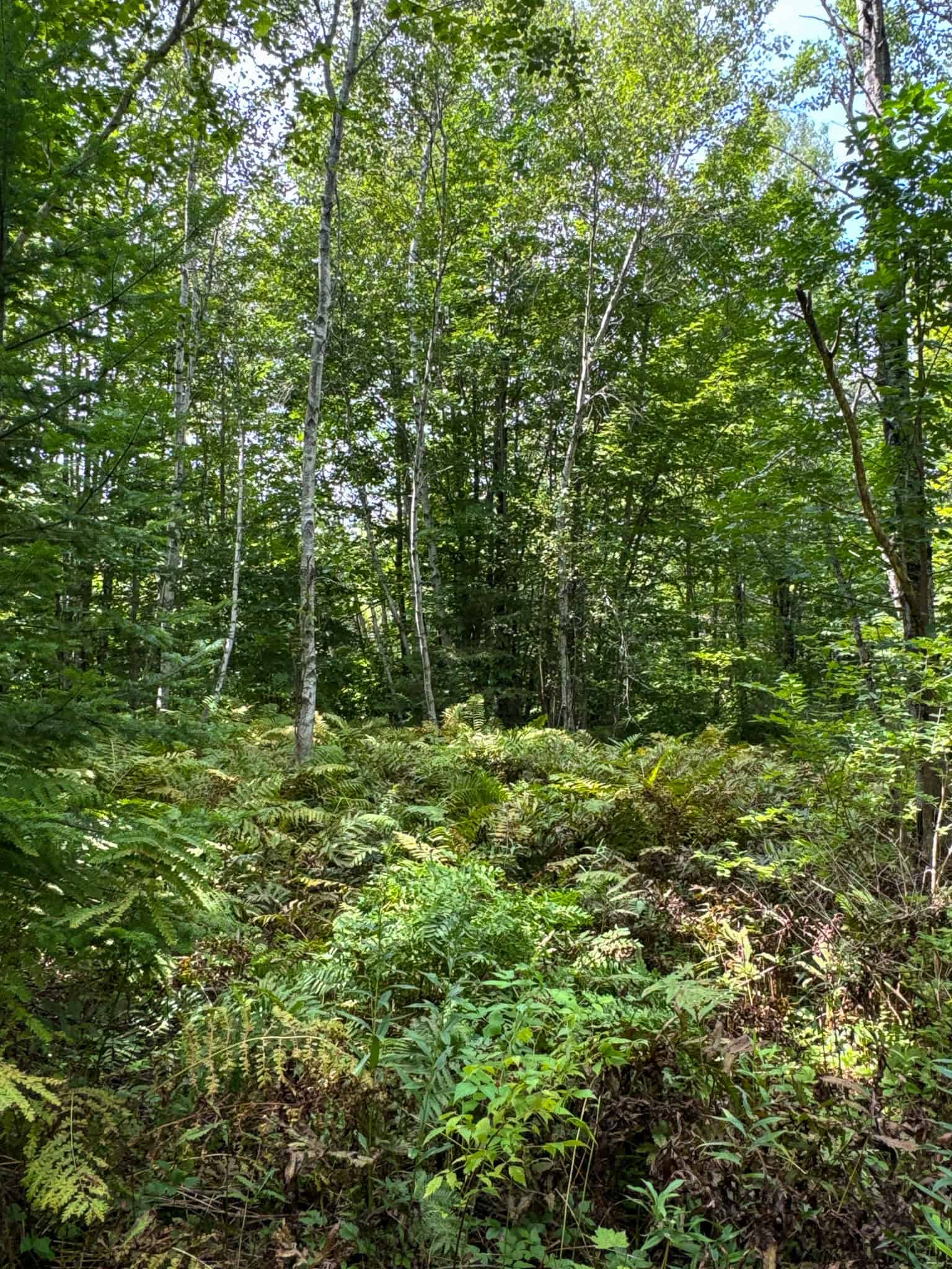 Expansive 325± Acre Land Parcel – Plymouth, ME