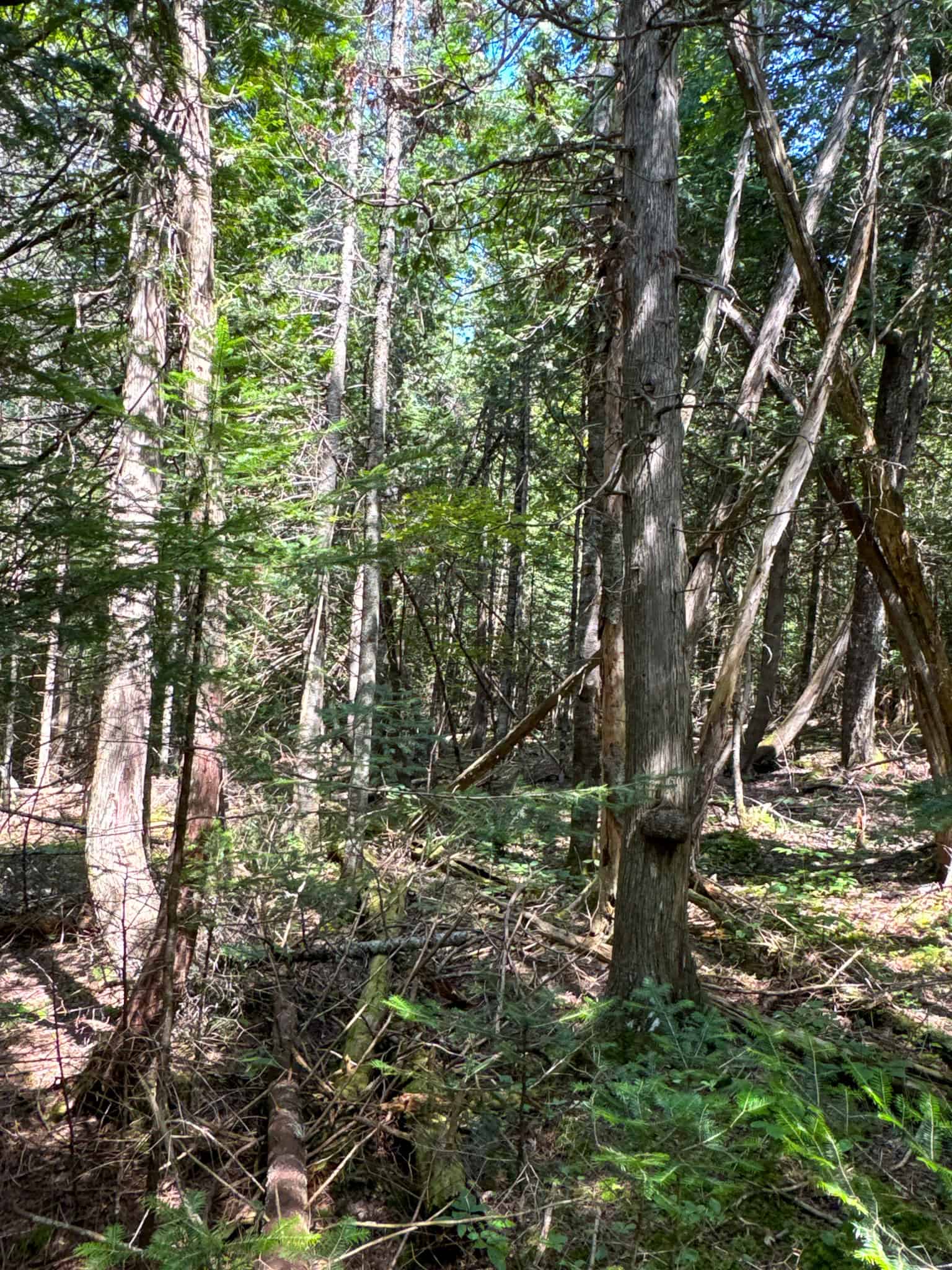 Expansive 325± Acre Land Parcel – Plymouth, ME