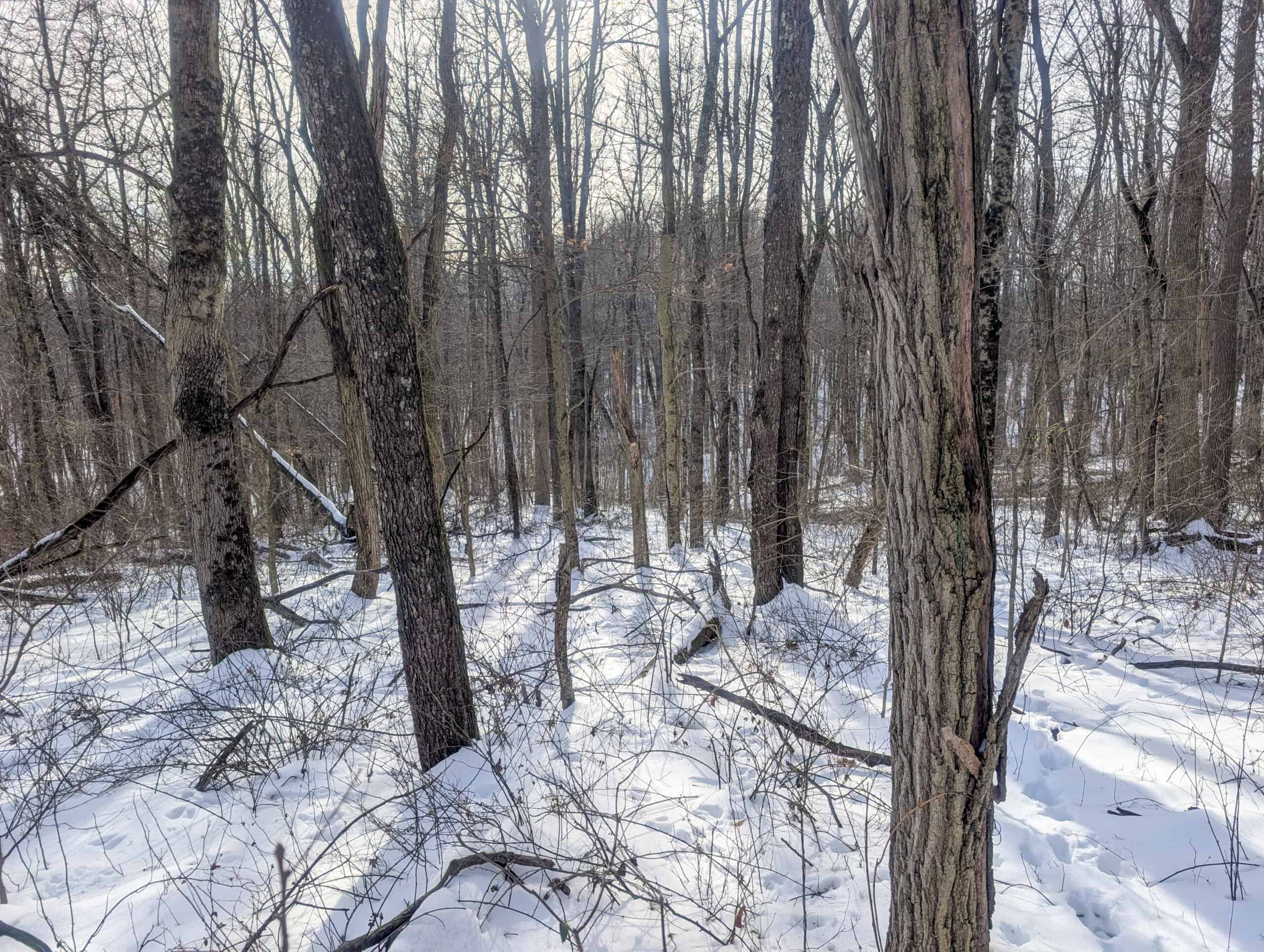 Tract 10- Gently rolling hillsides back a dead end road