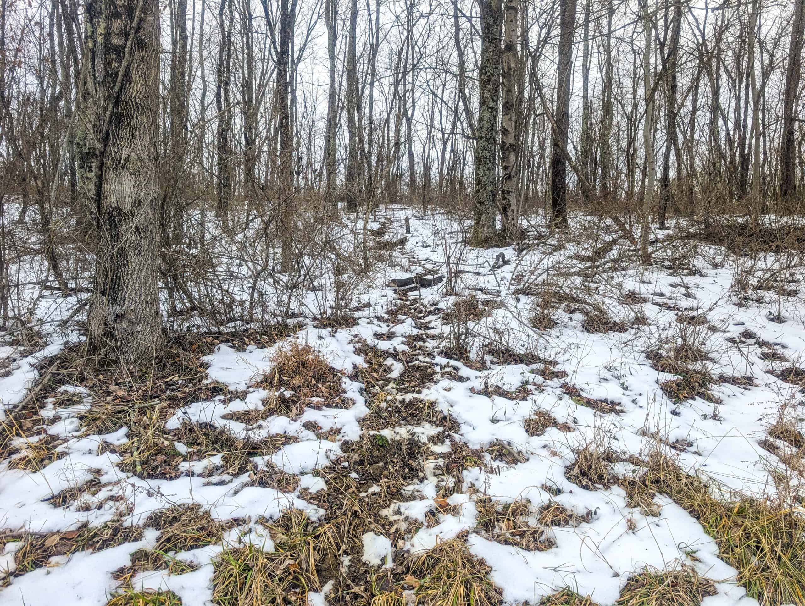 Tract 12- Outdoorsman Dream Hunting Property