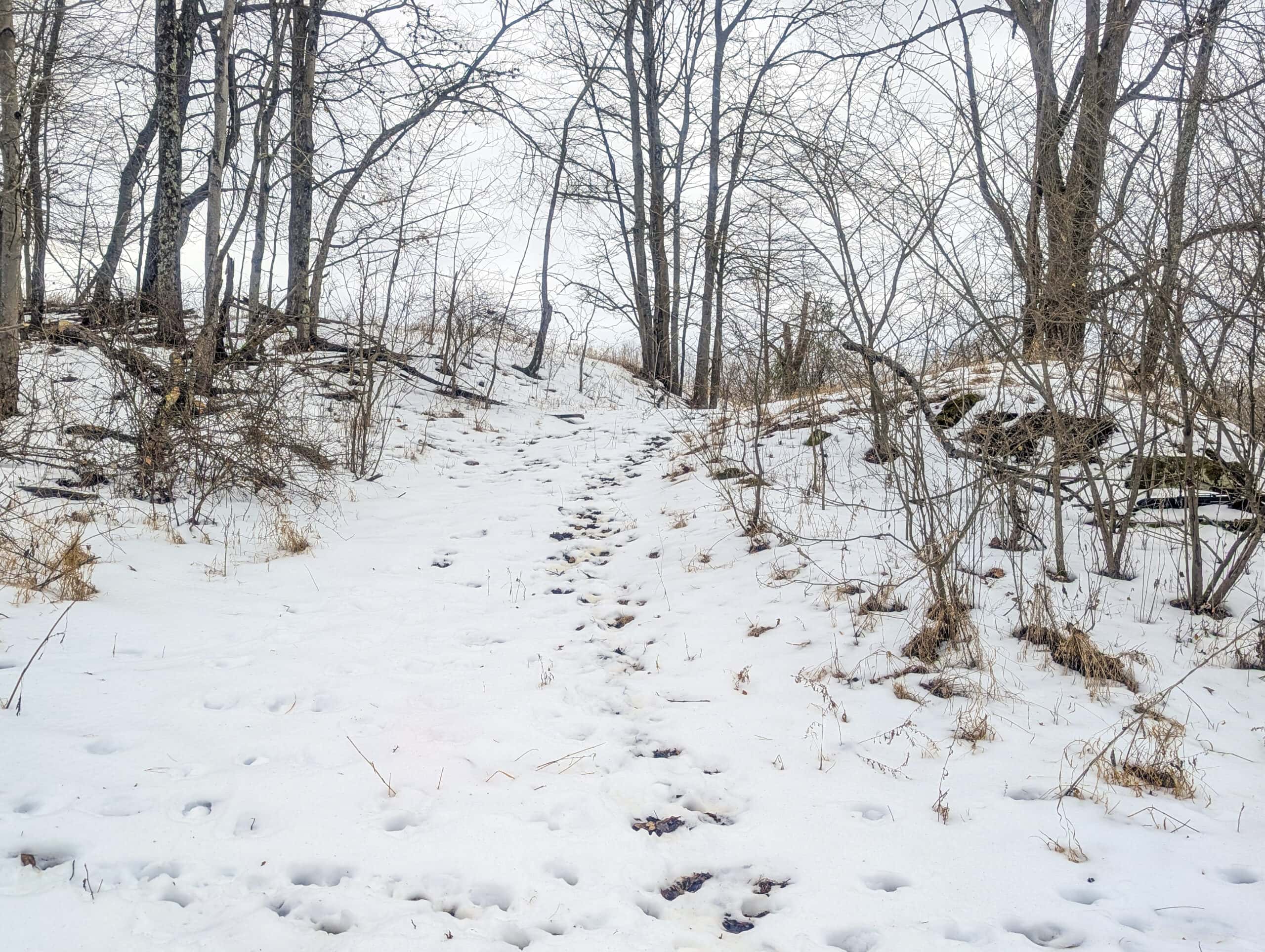 Tract 12- Outdoorsman Dream Hunting Property