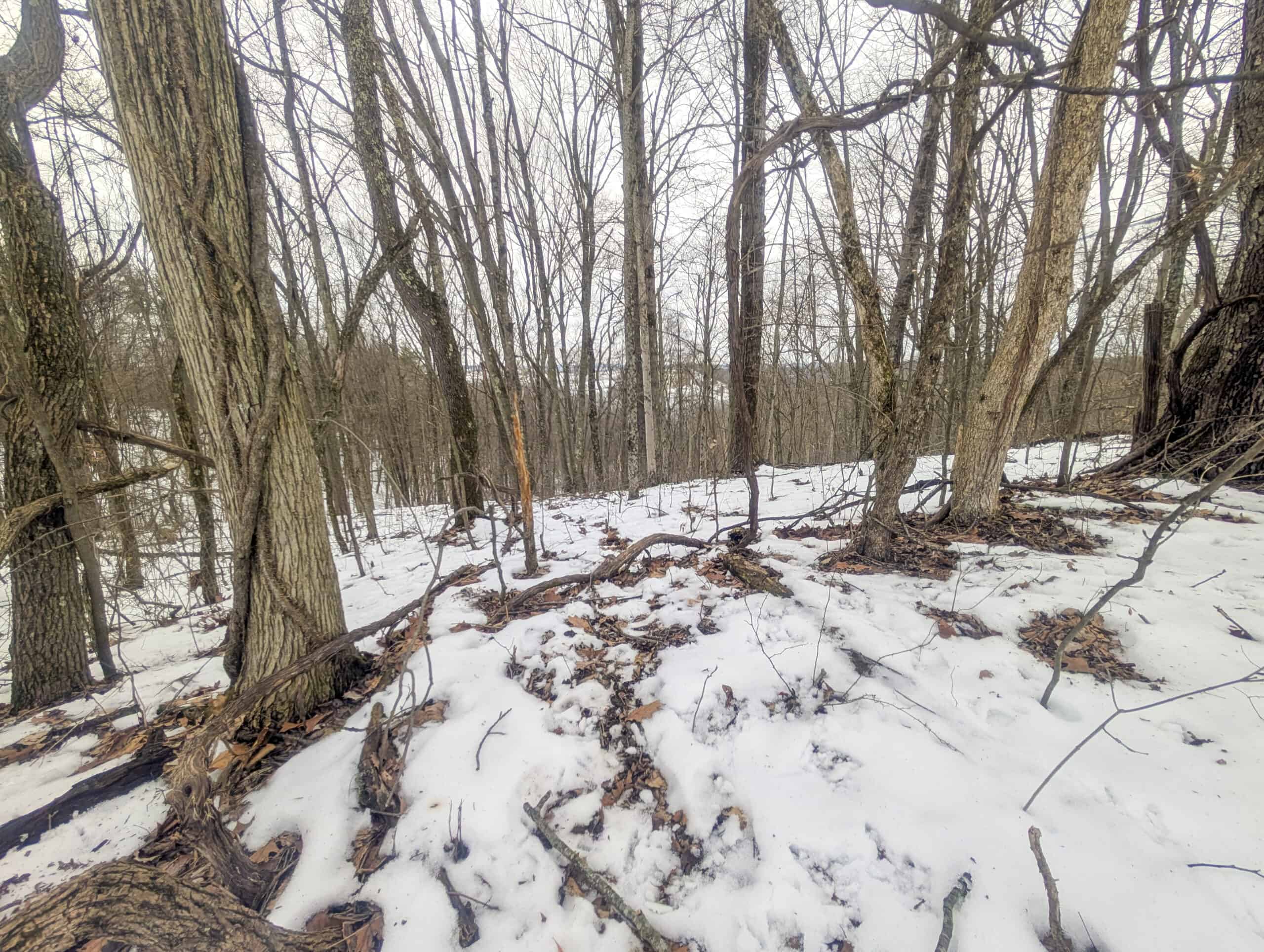 Tract 12- Outdoorsman Dream Hunting Property
