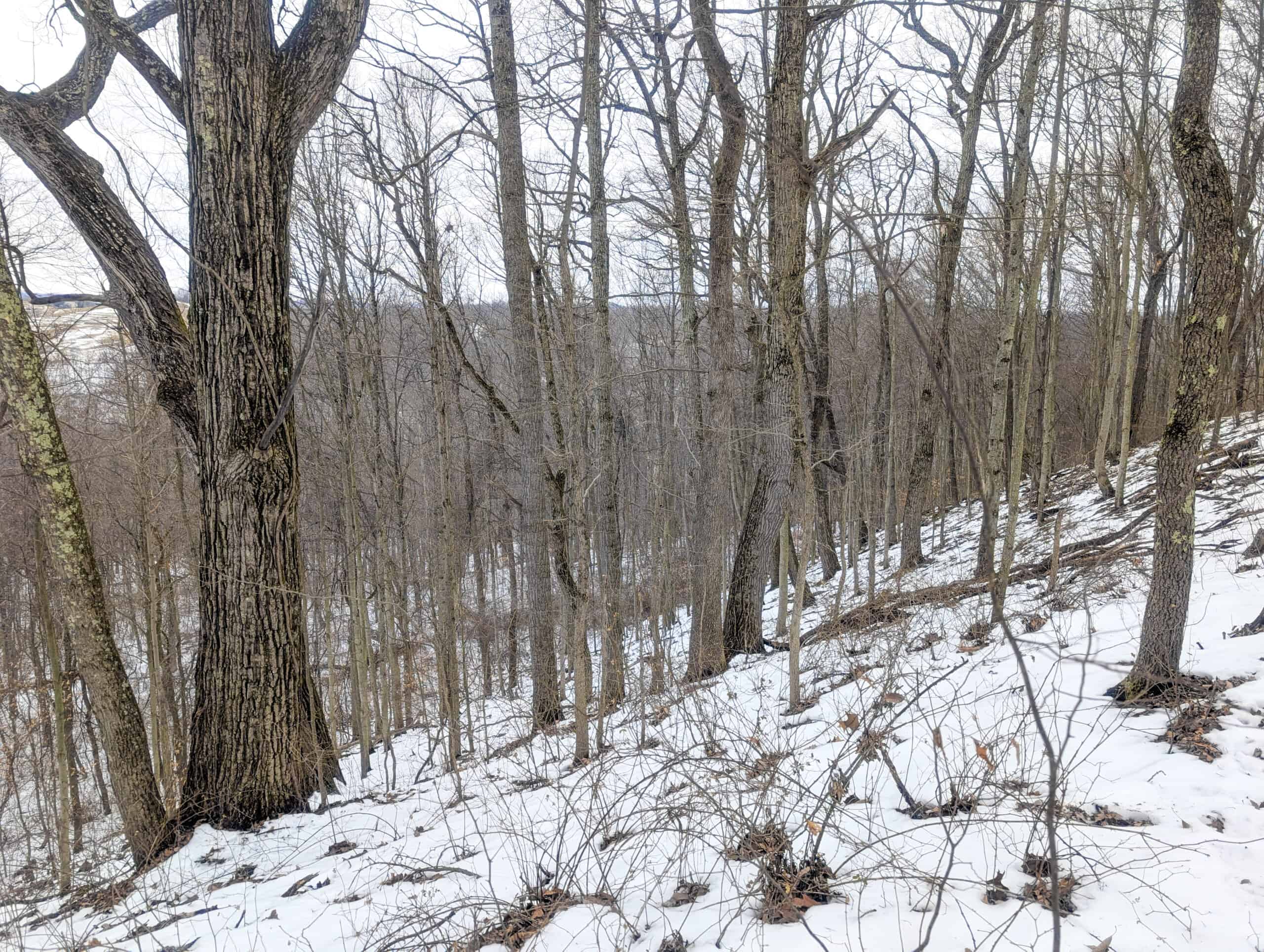 Tract 12- Outdoorsman Dream Hunting Property