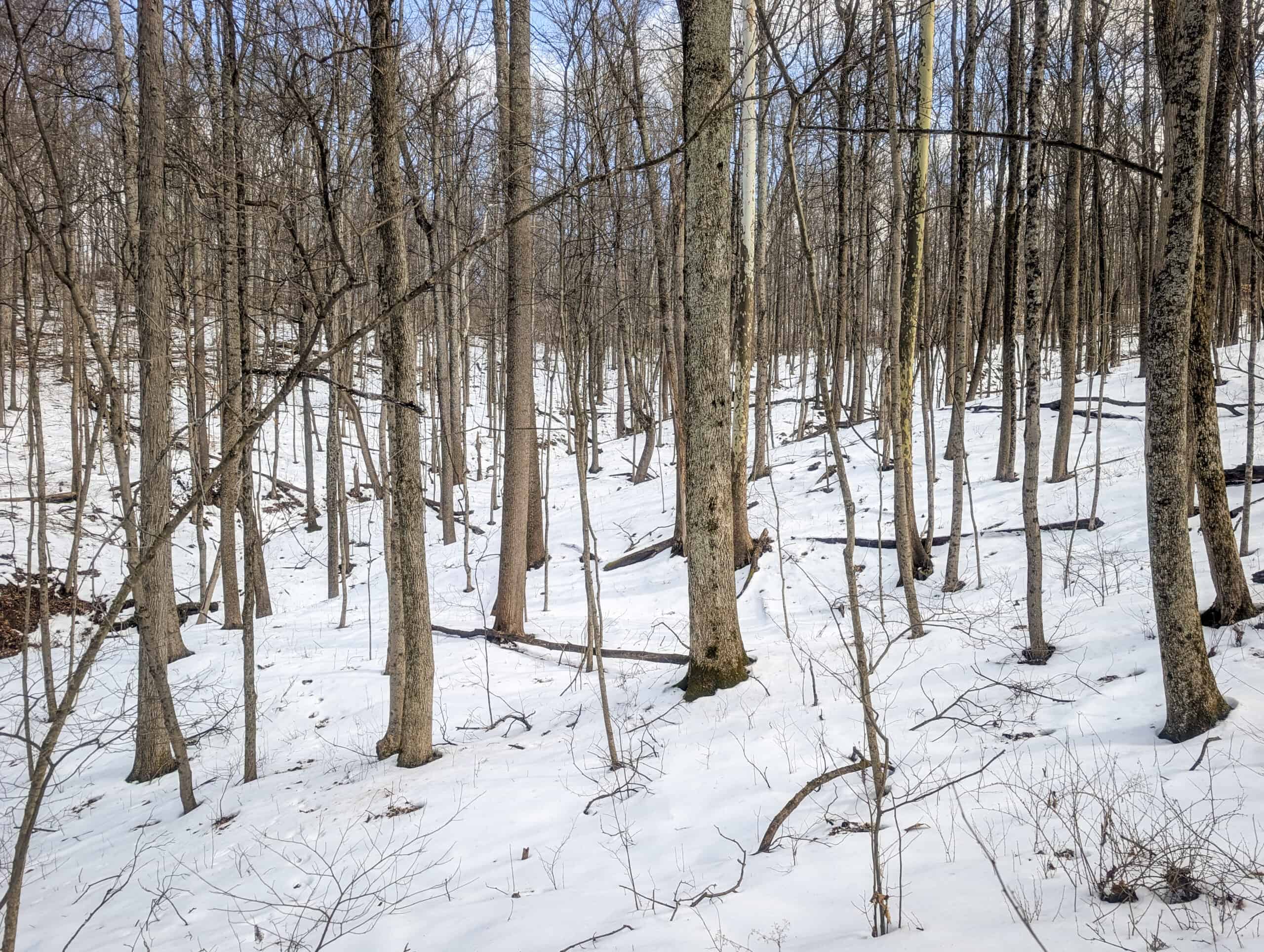 Tract 13 – This old home site along the road with split potential
