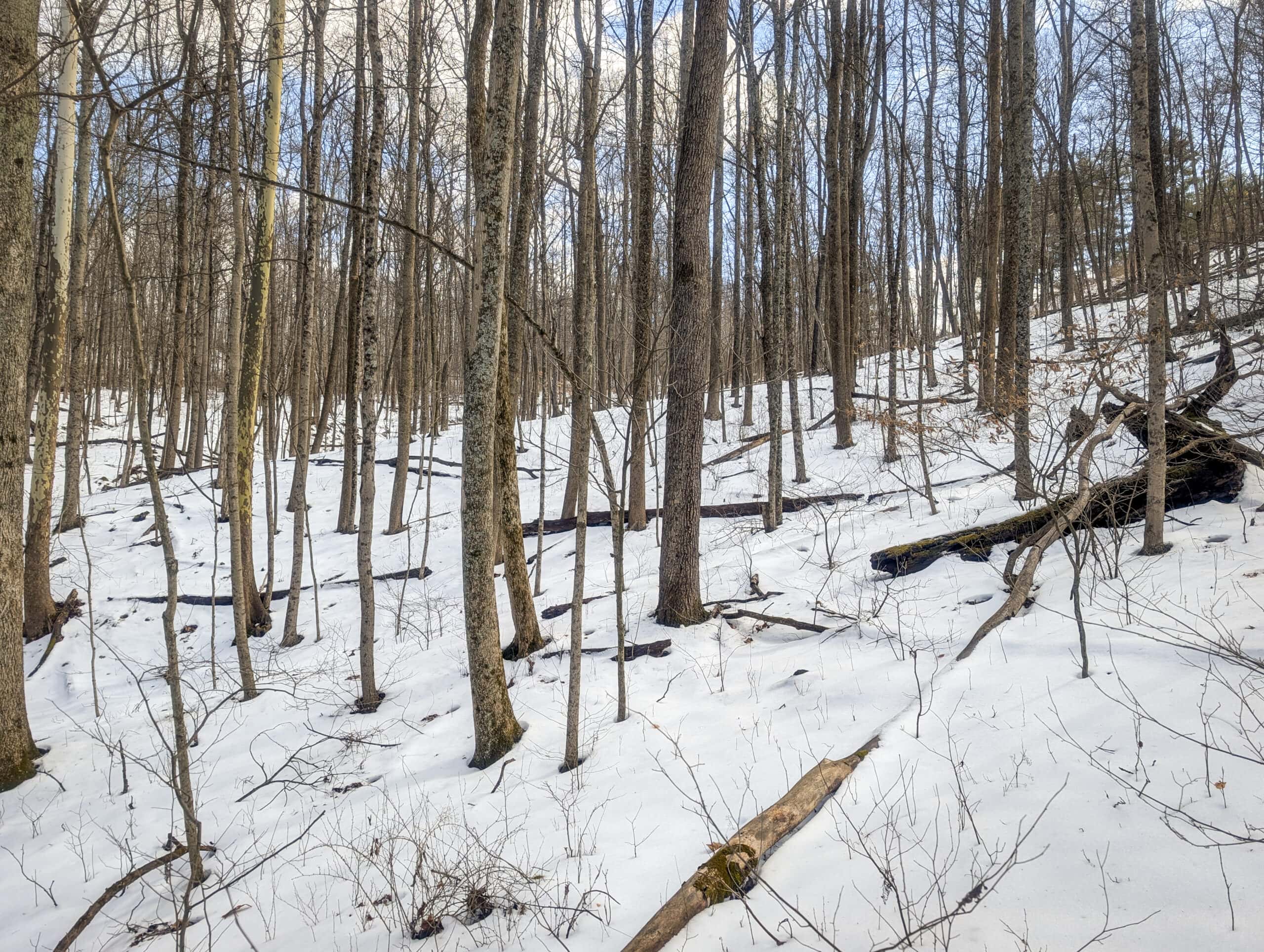 Tract 13 – This old home site along the road with split potential