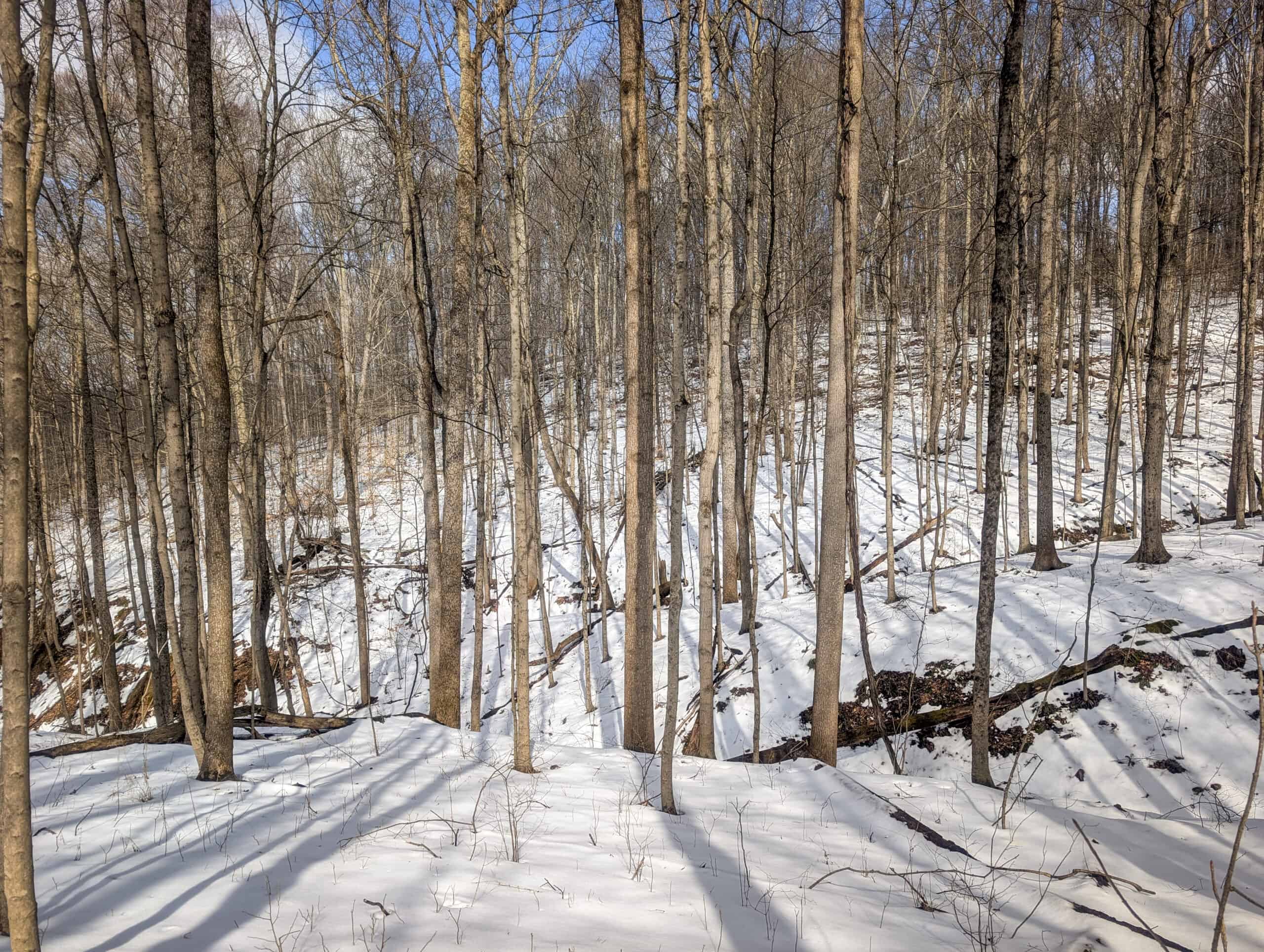 Tract 13 – This old home site along the road with split potential