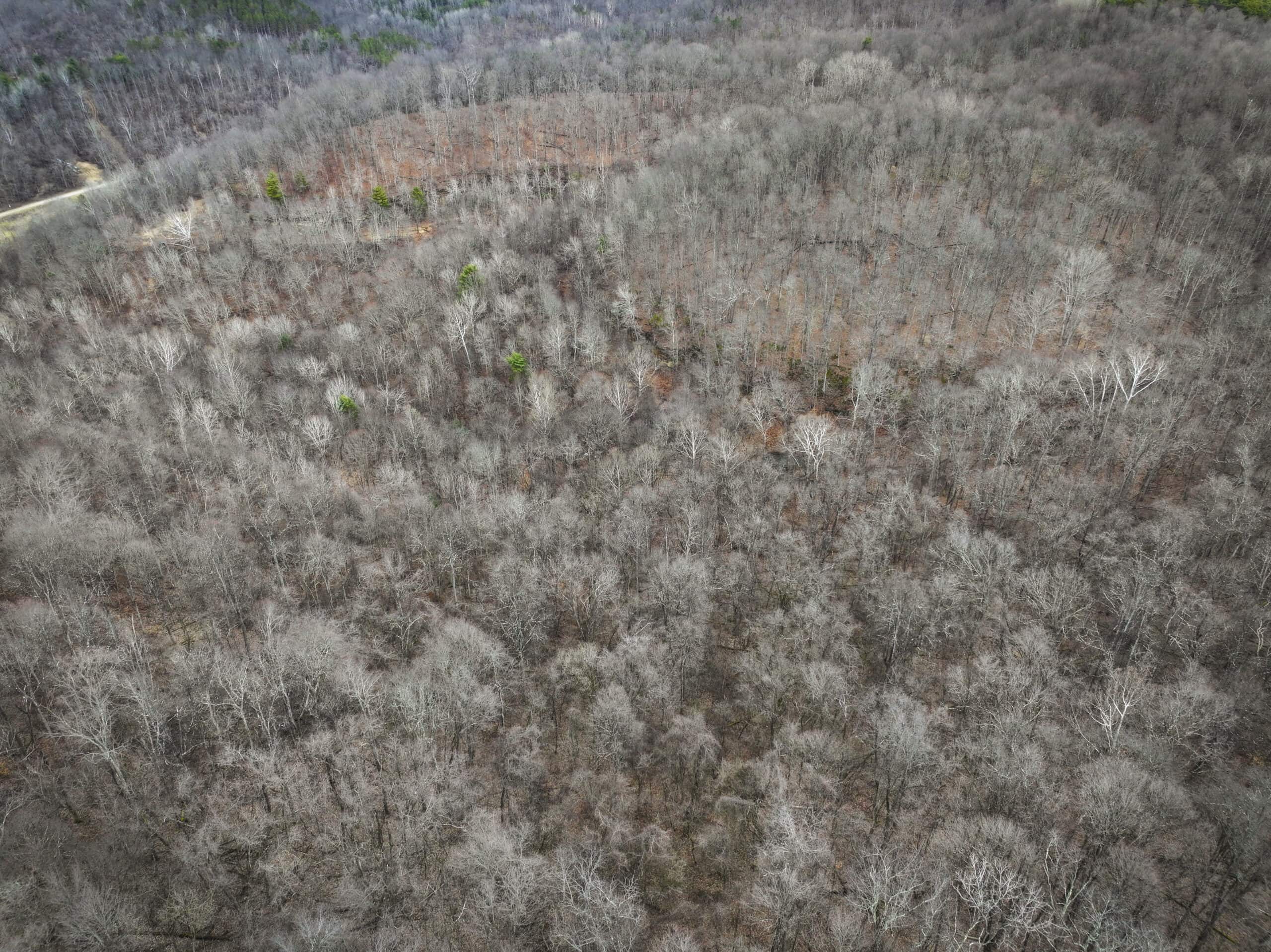 Tract 13 – This old home site along the road with split potential