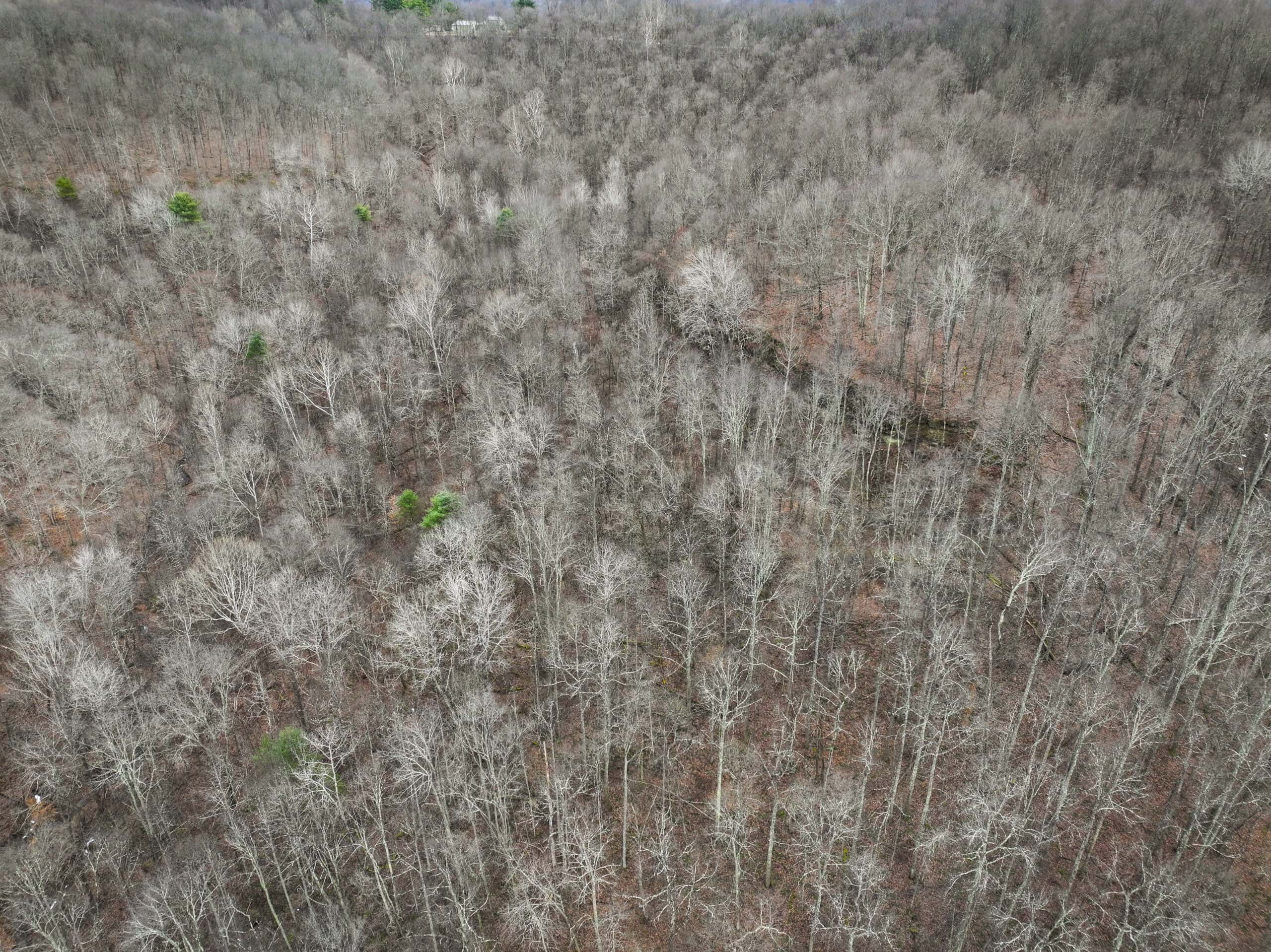 Tract 13 – This old home site along the road with split potential