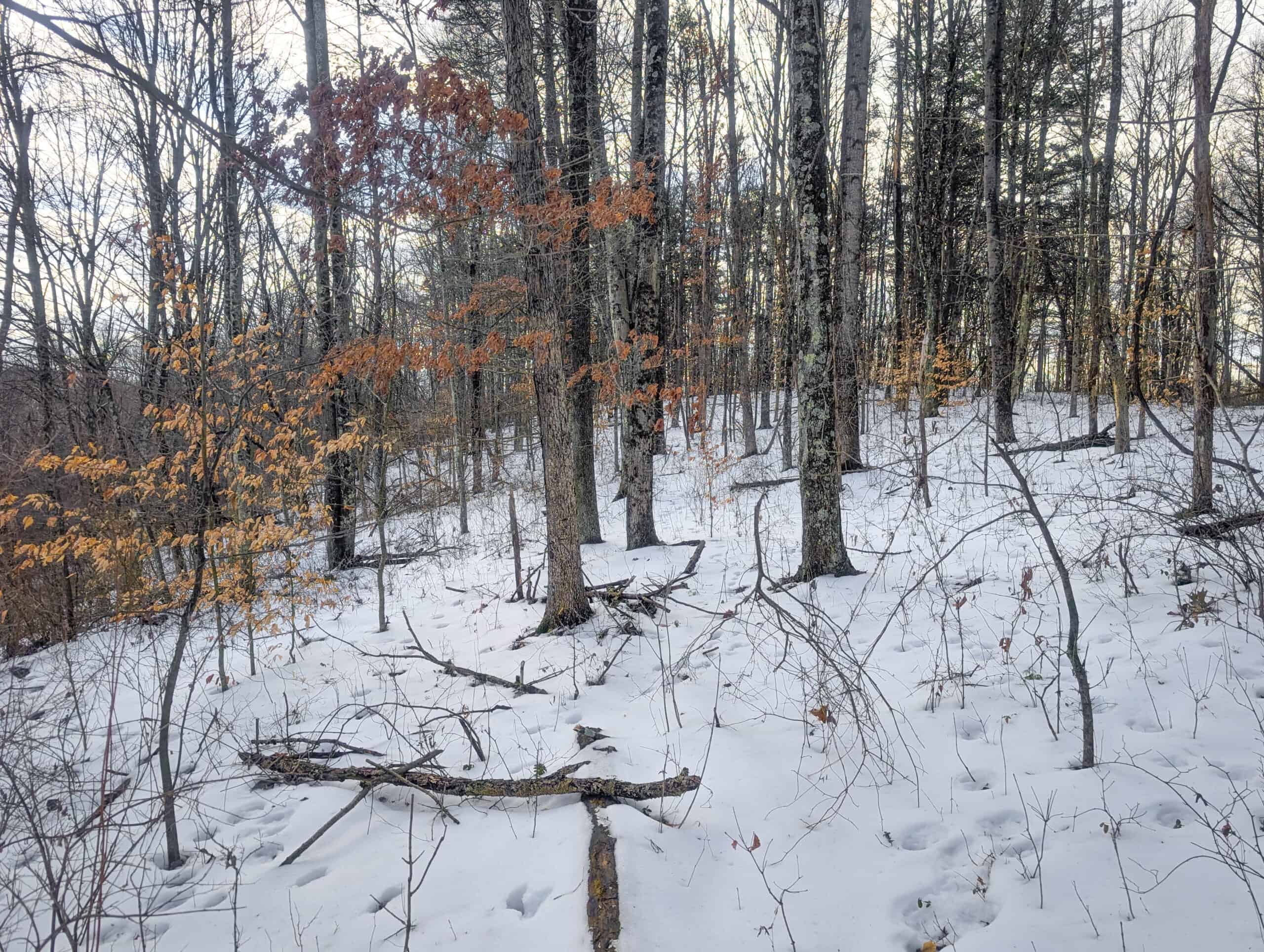 Tract 13 – This old home site along the road with split potential