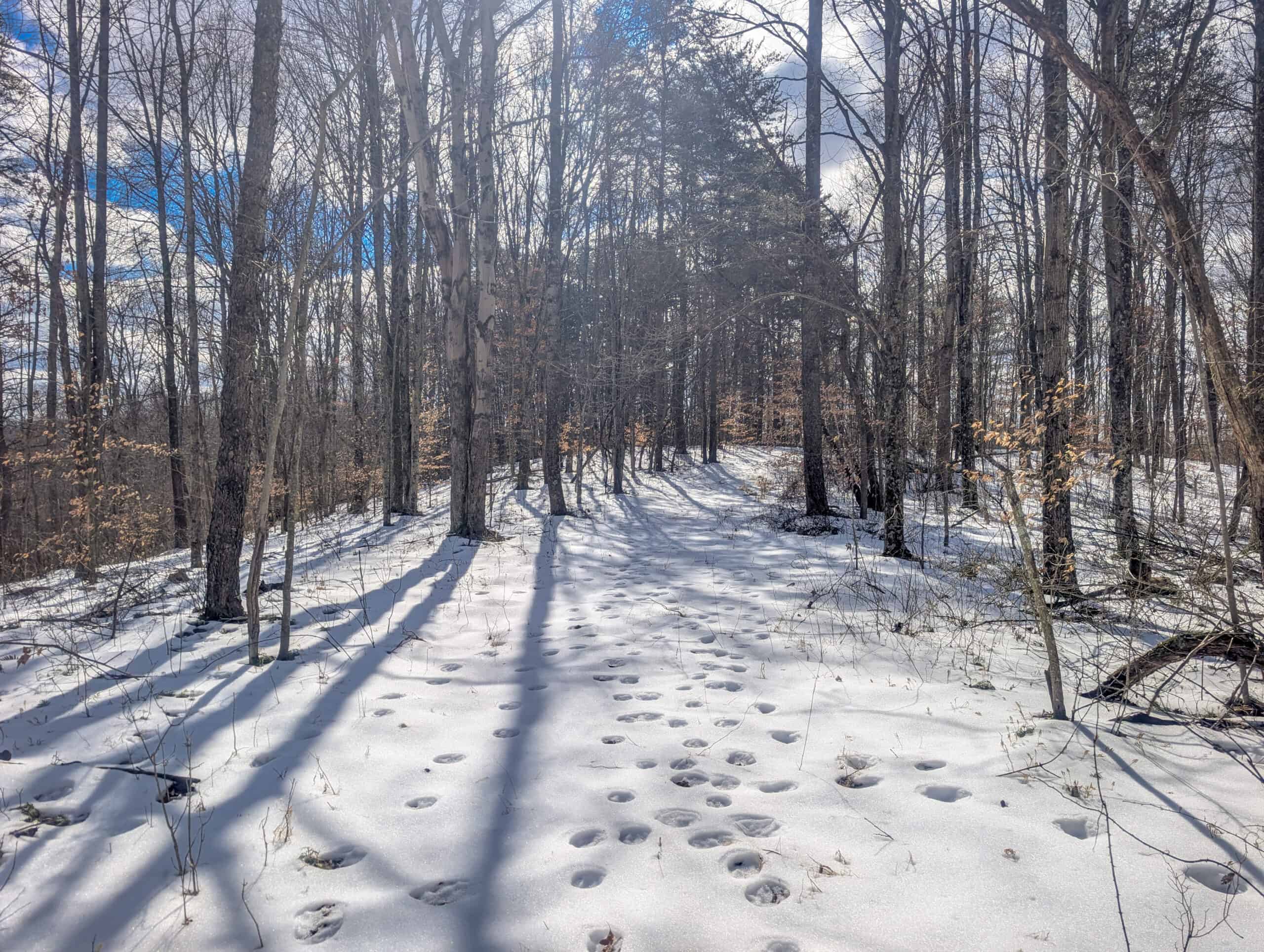 Tract 13 – This old home site along the road with split potential