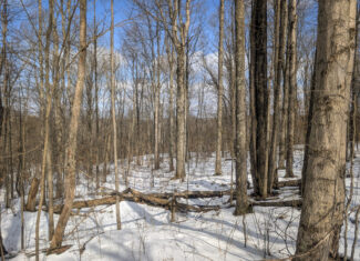 Tract 13 – This old home site along the road with split potential