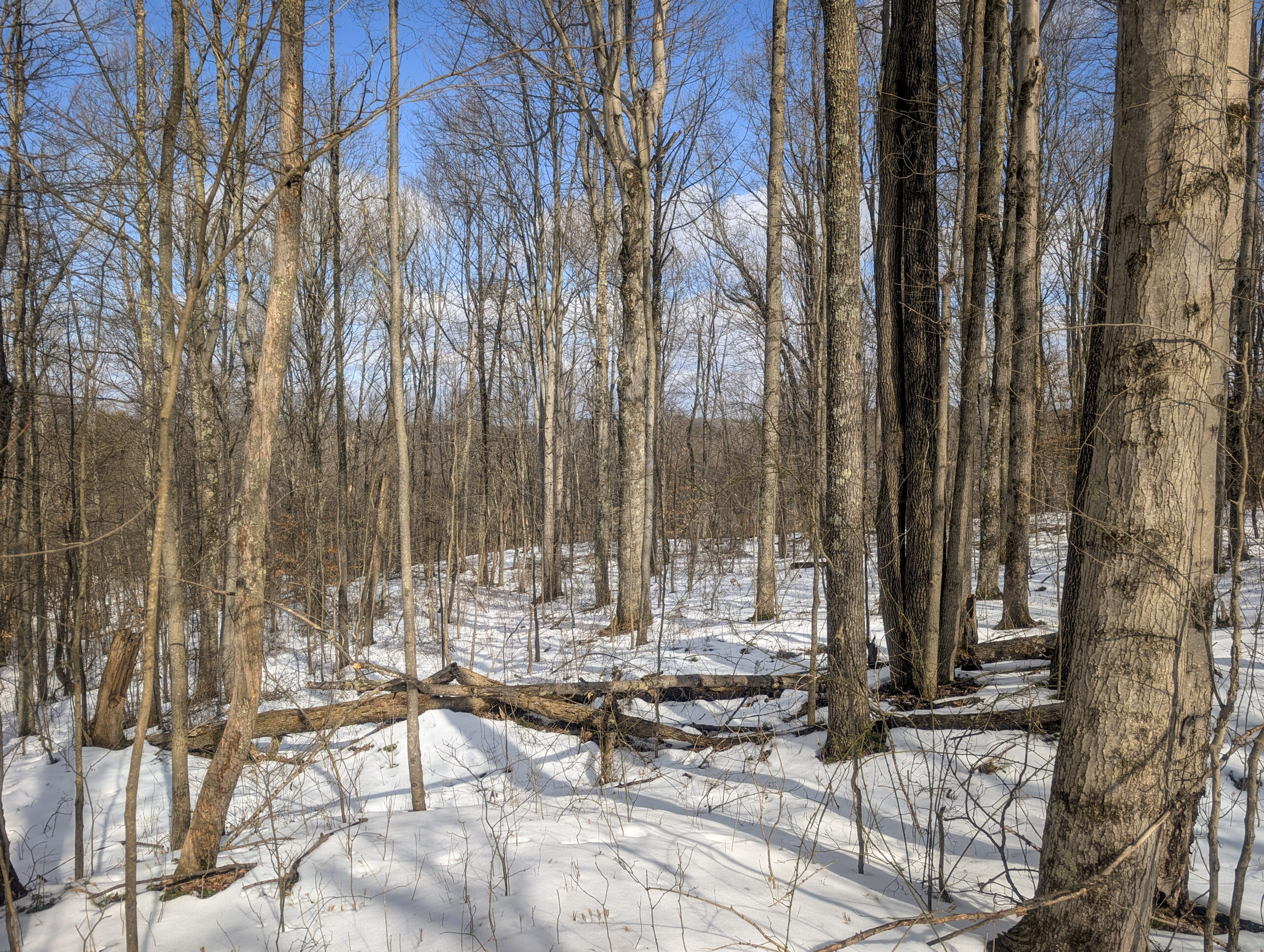 Tract 13 – This old home site along the road with split potential