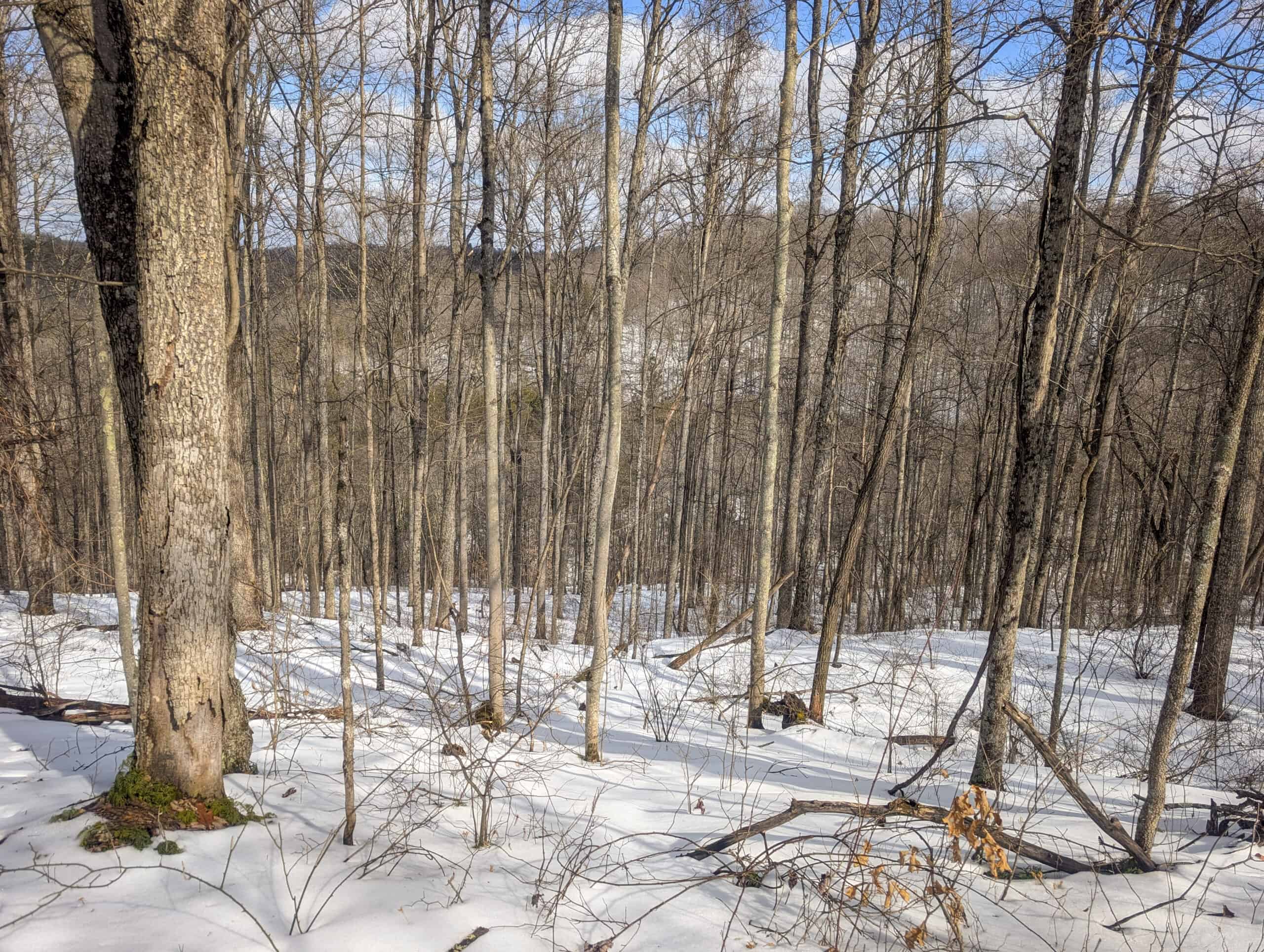 Tract 13 – This old home site along the road with split potential