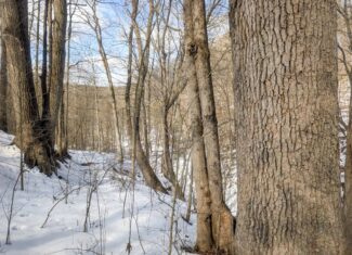 Tract 13 – This old home site along the road with split potential