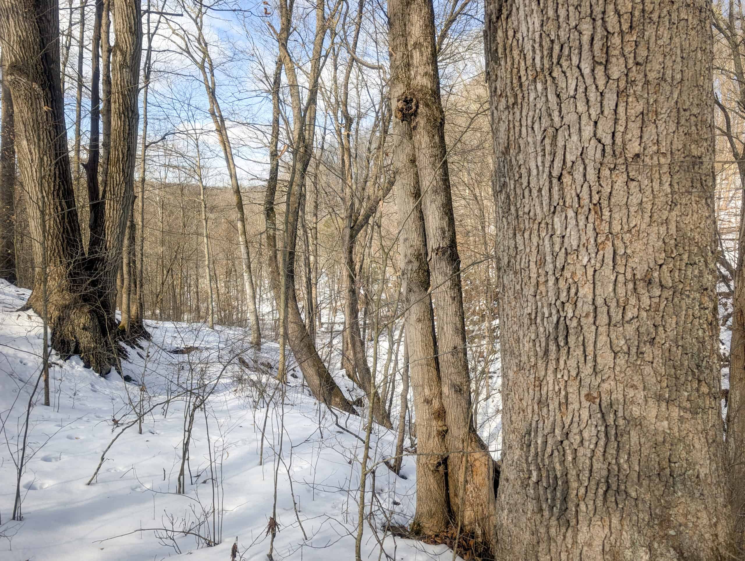 Tract 13 – This old home site along the road with split potential