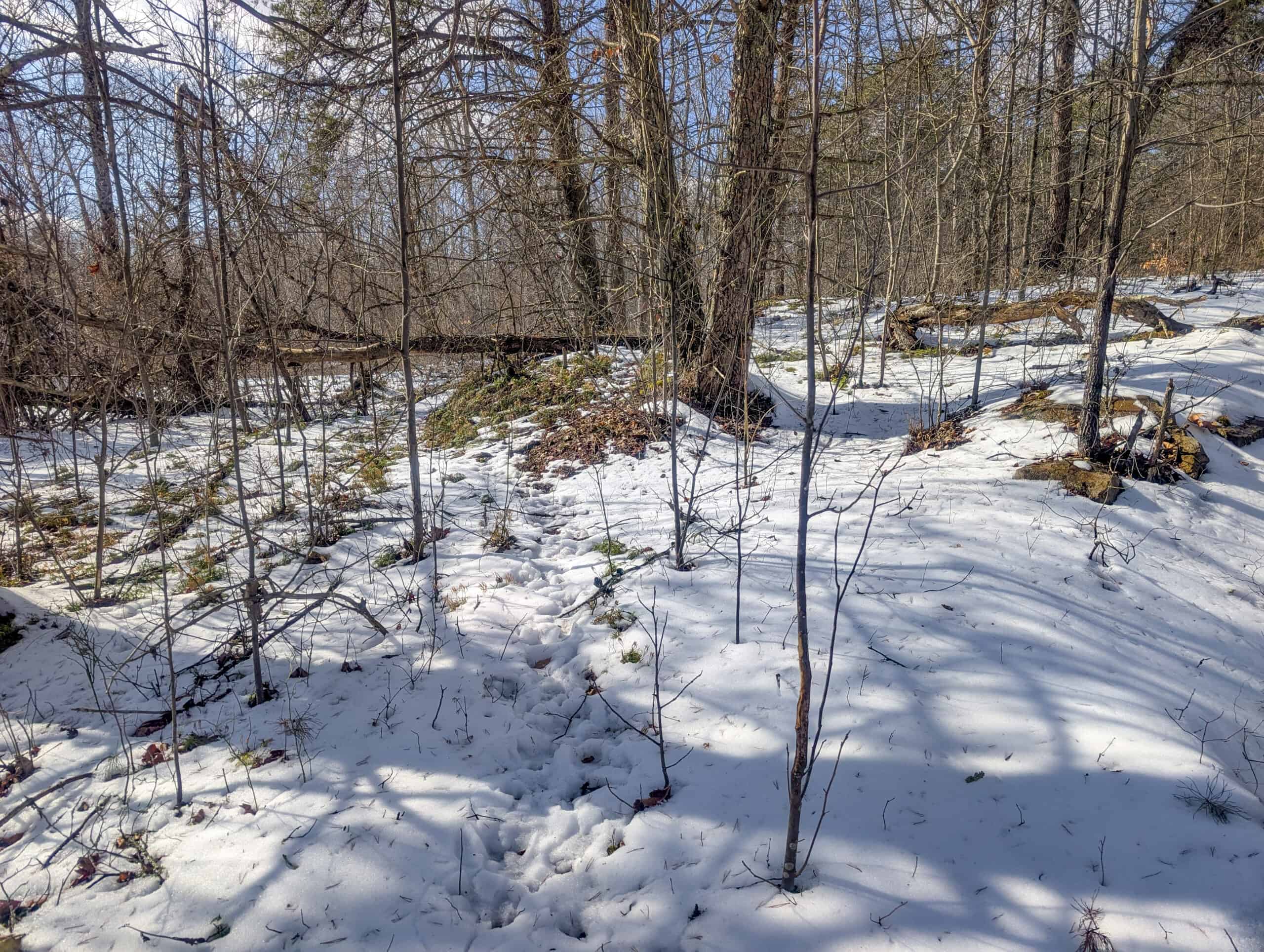 Tract 15 Beaver Pond and Hunting Beauty in Washington County