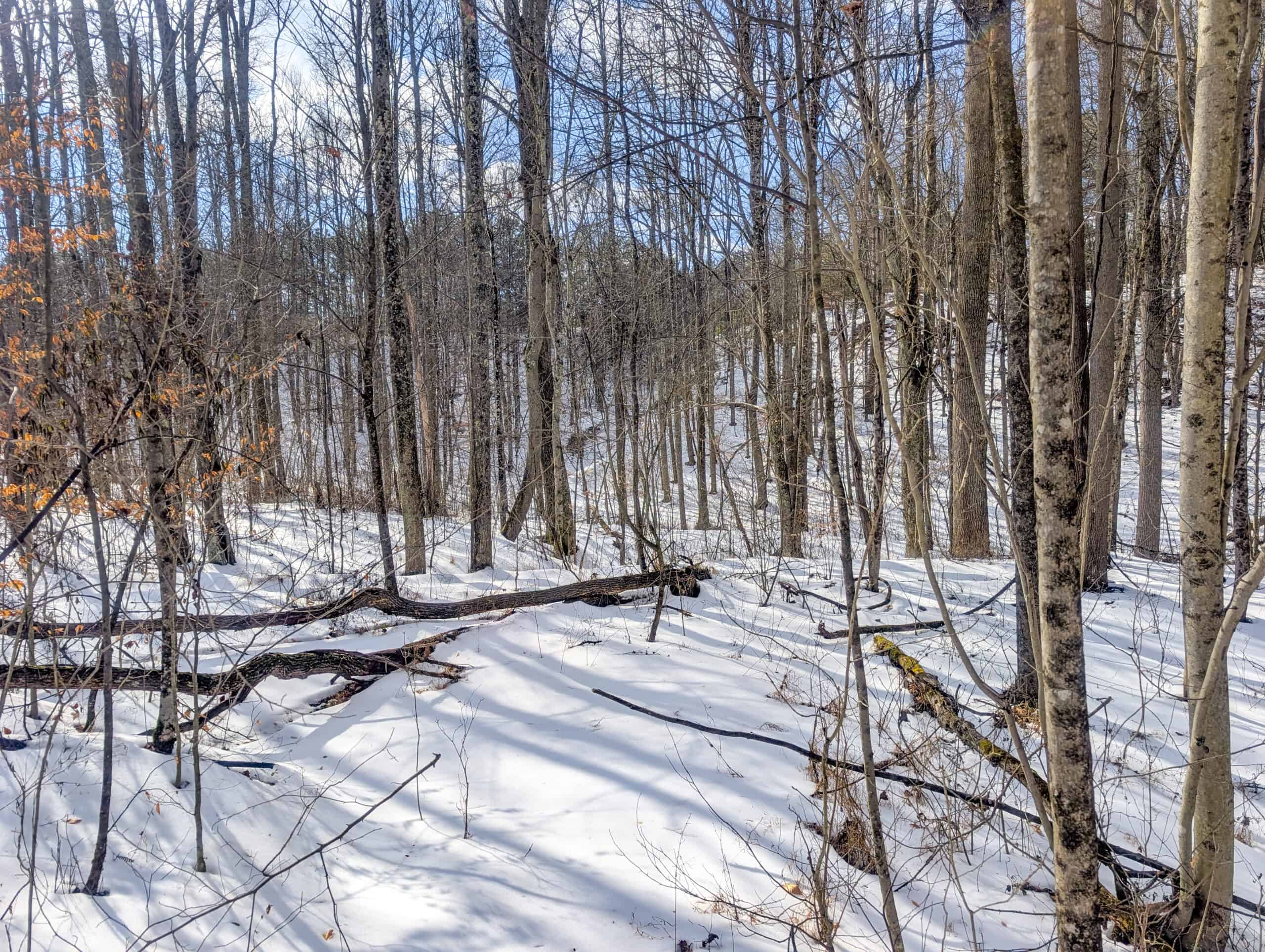Tract 15 Beaver Pond and Hunting Beauty in Washington County