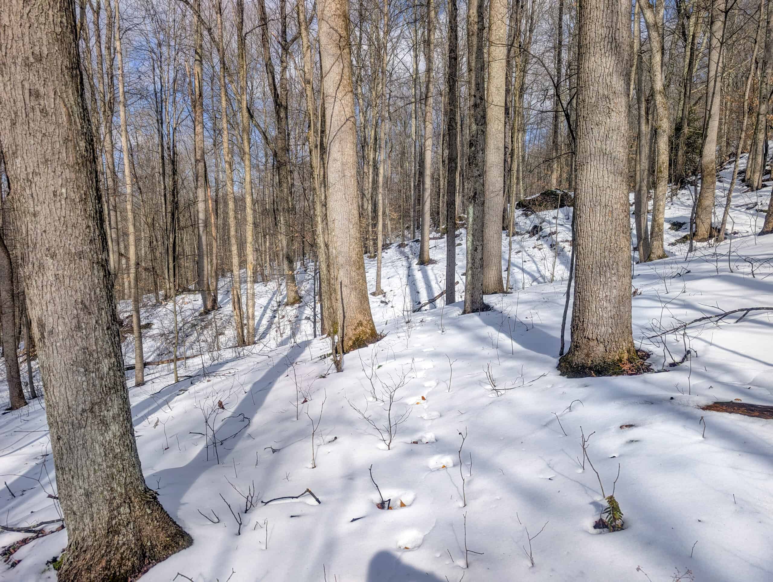 Tract 15 Beaver Pond and Hunting Beauty in Washington County