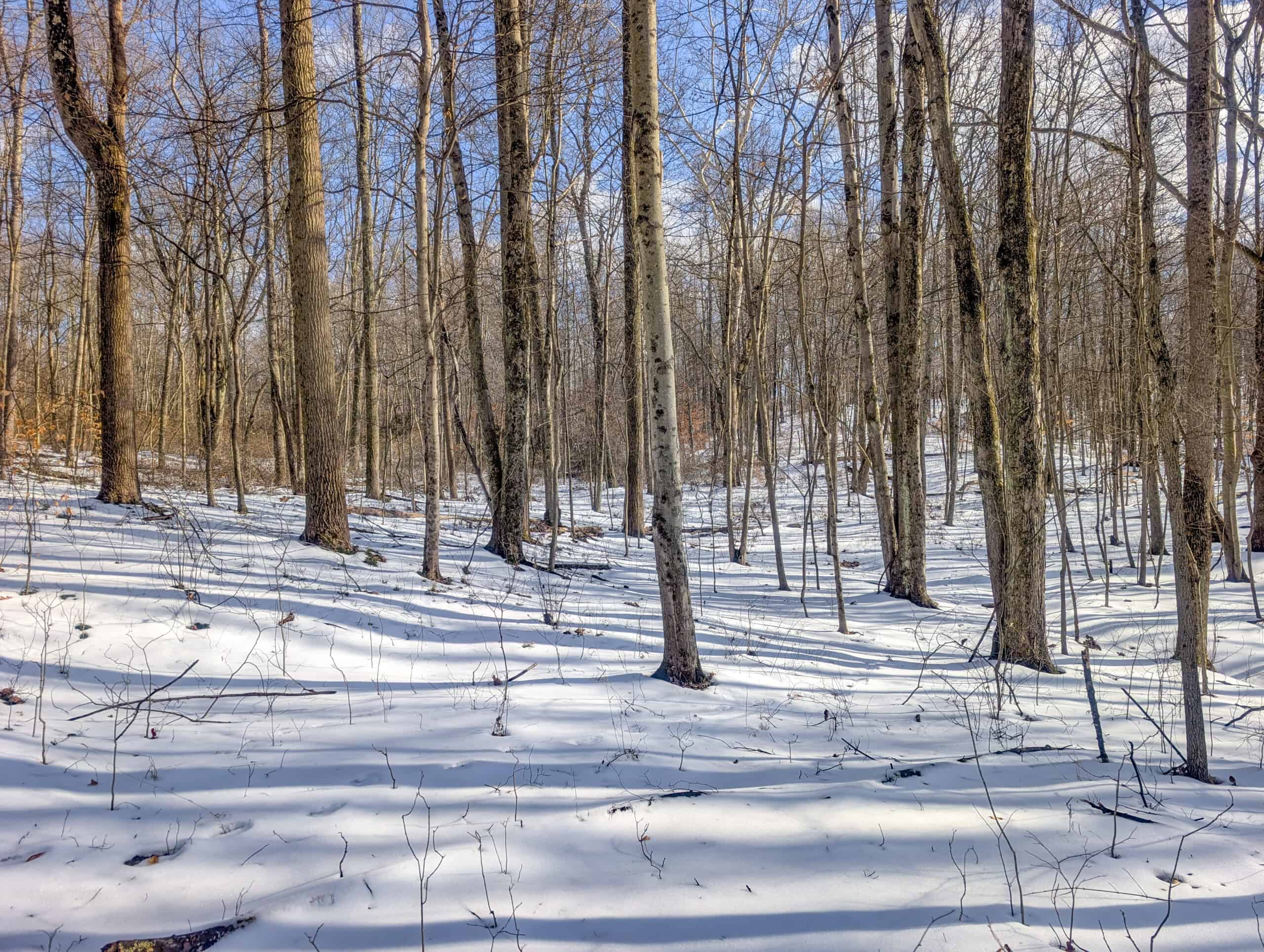 Tract 15 Beaver Pond and Hunting Beauty in Washington County