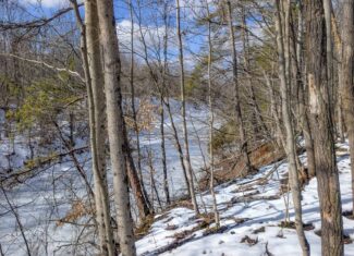 Tract 15 Beaver Pond and Hunting Beauty in Washington County
