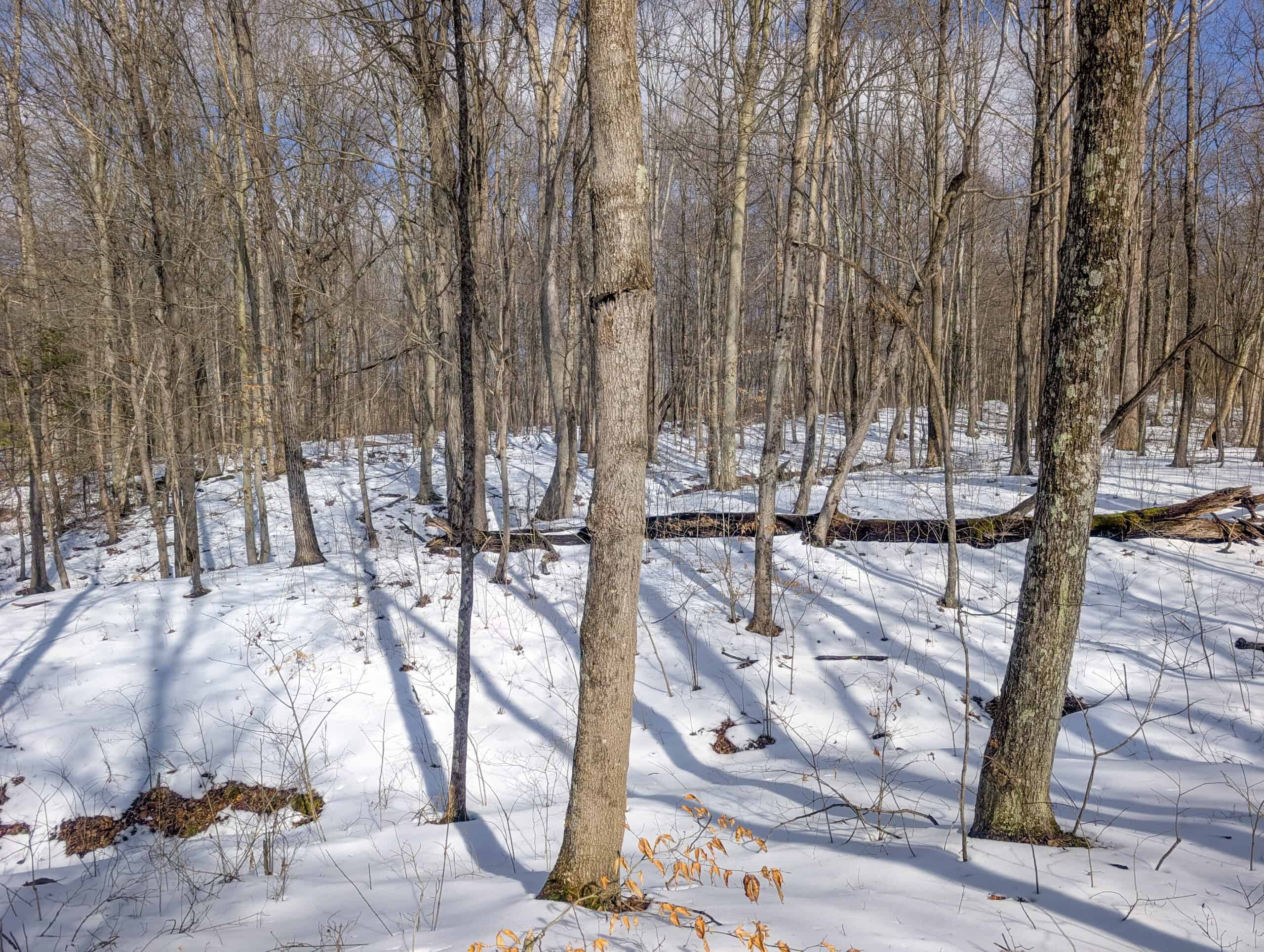 Tract 15 Beaver Pond and Hunting Beauty in Washington County
