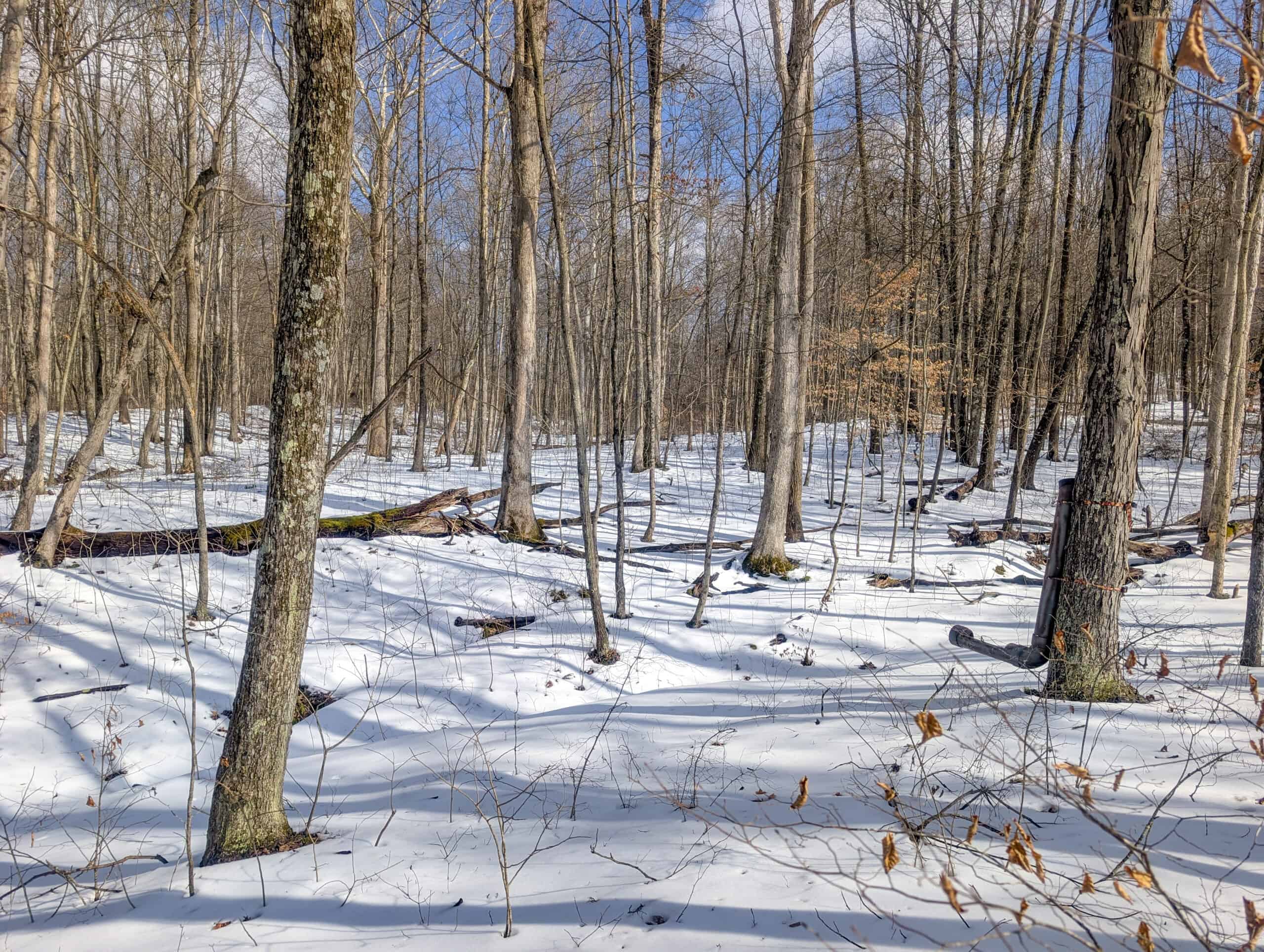 Tract 15 Beaver Pond and Hunting Beauty in Washington County