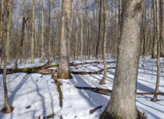 Tract 15 Beaver Pond and Hunting Beauty in Washington County