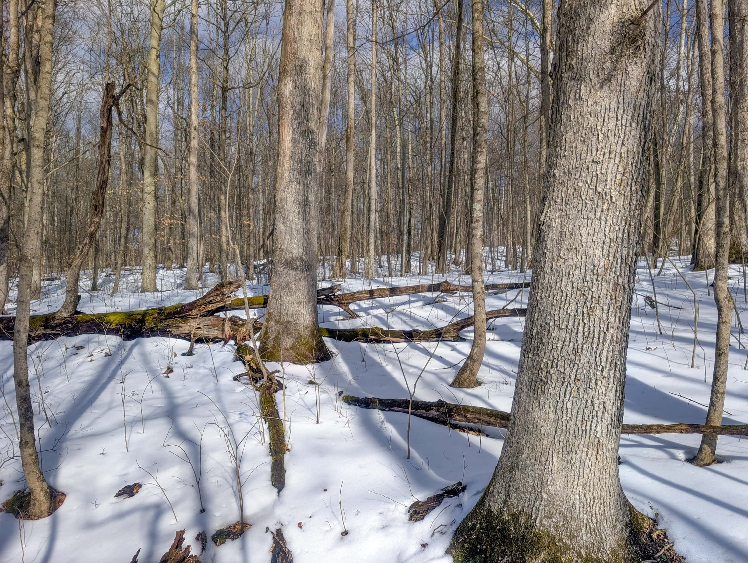 Tract 15 Beaver Pond and Hunting Beauty in Washington County
