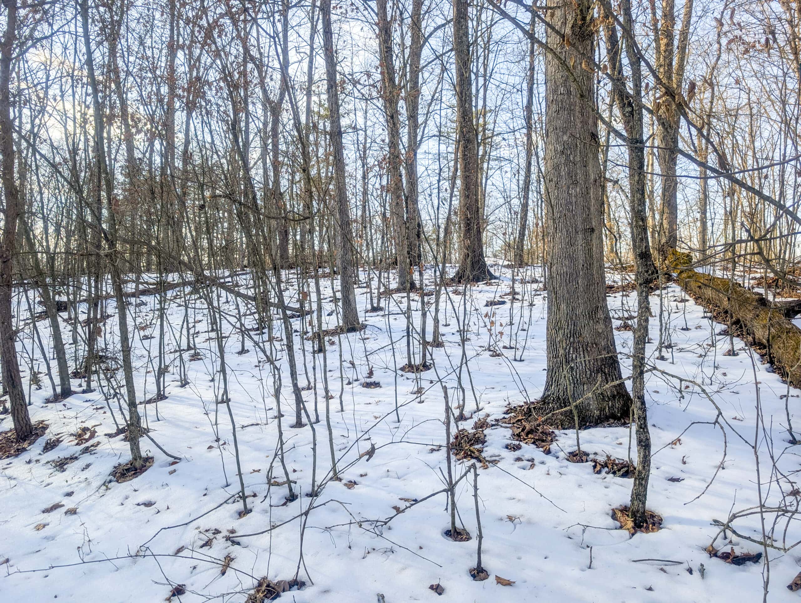 Tract 16 Washington County Large Acreage Hunting and Timber