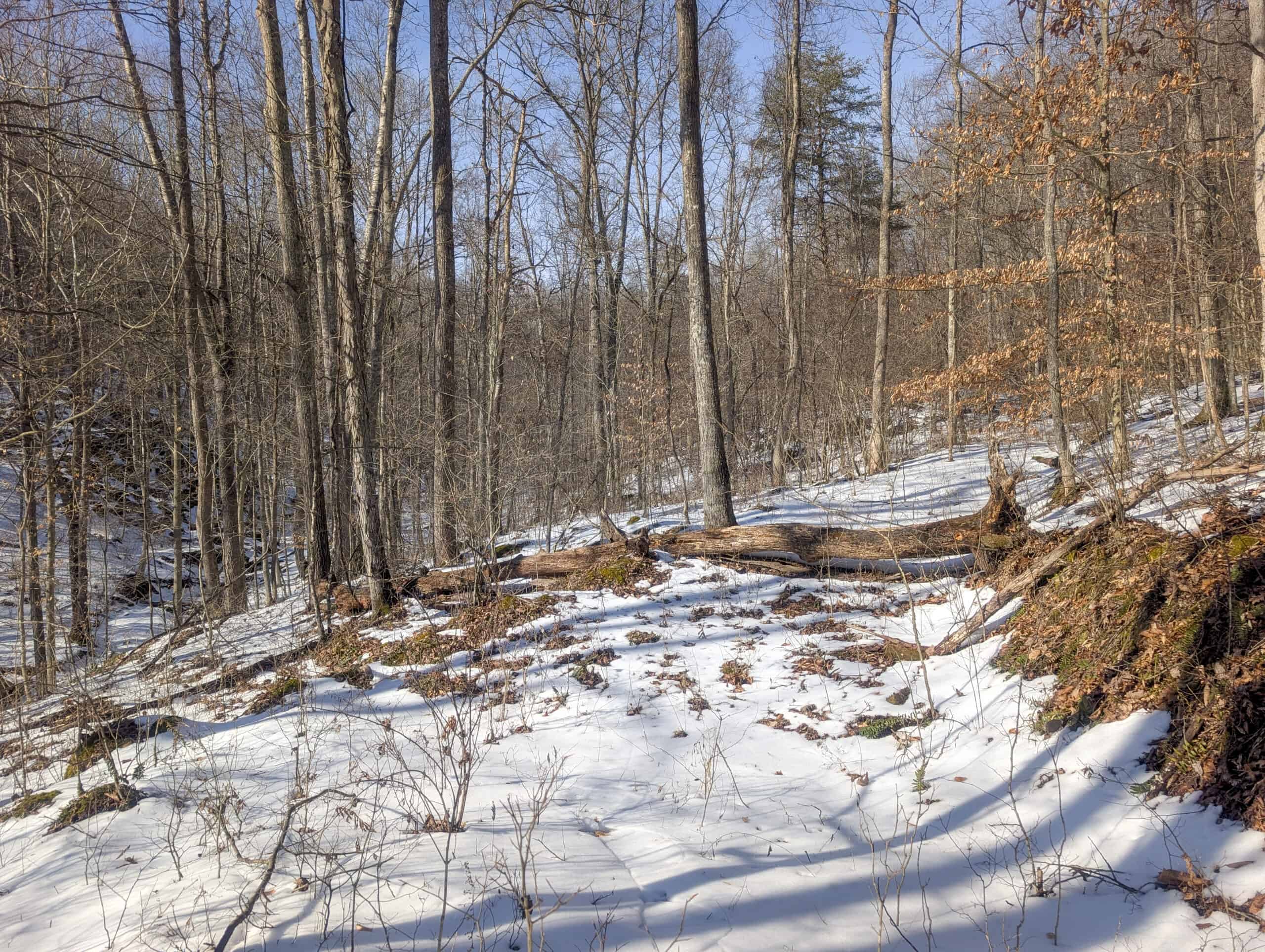 Tract 16 Washington County Large Acreage Hunting and Timber
