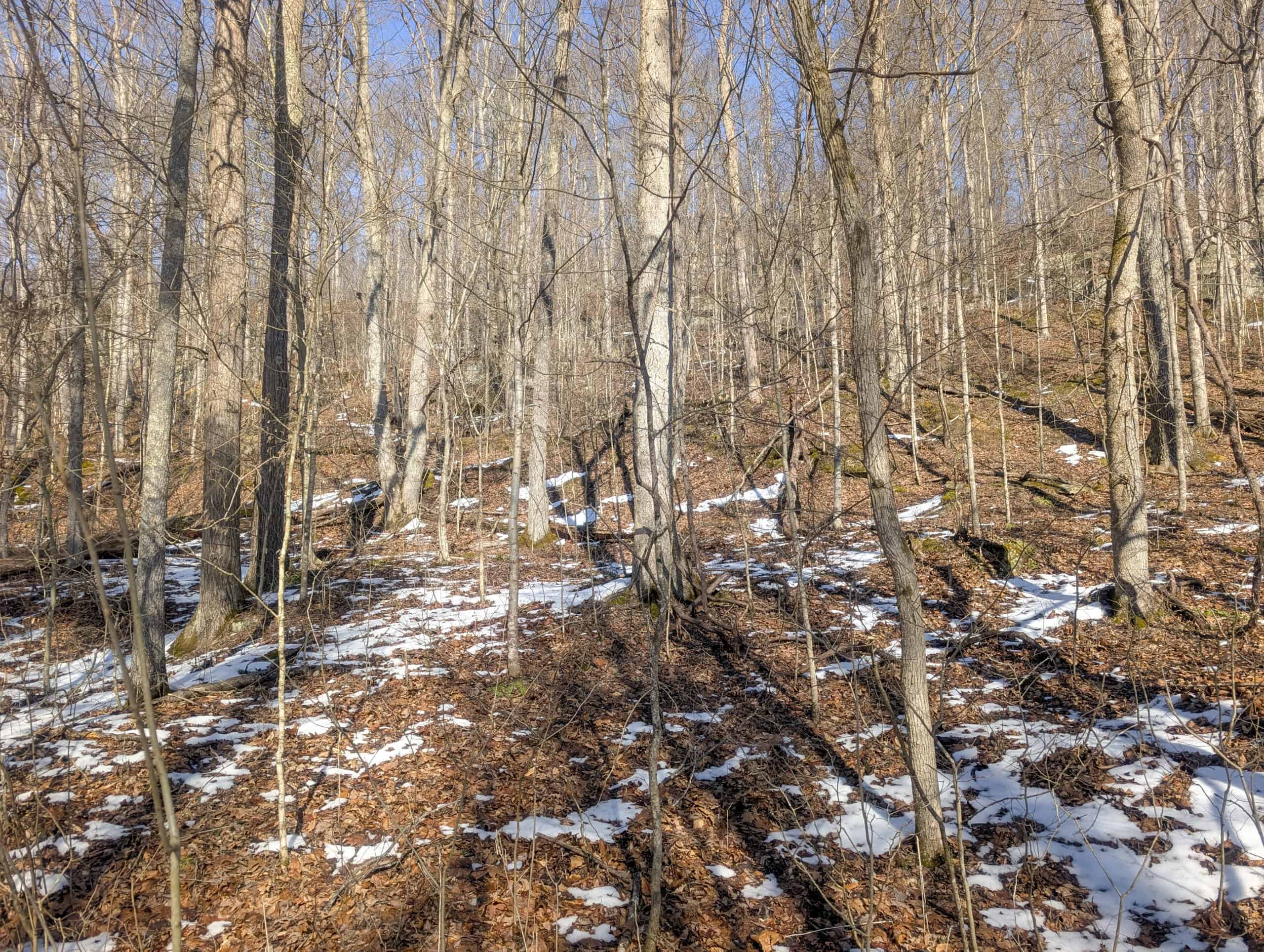 Tract 16 Washington County Large Acreage Hunting and Timber