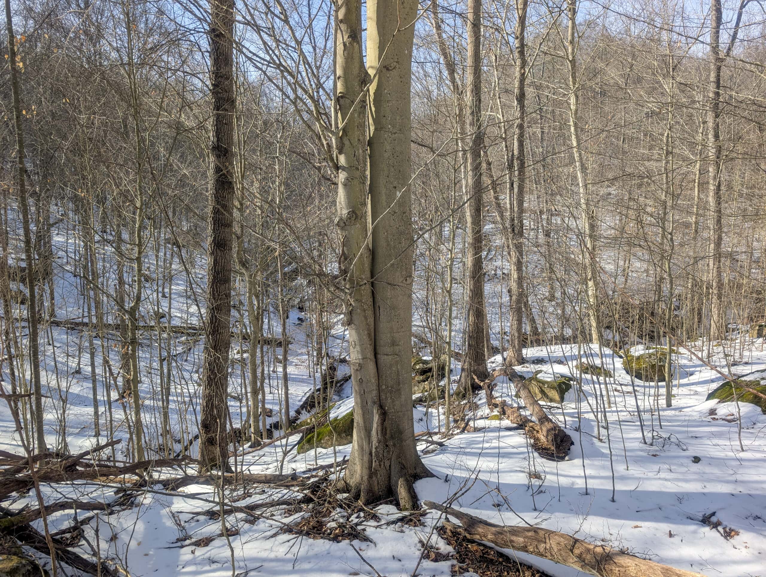 Tract 16 Washington County Large Acreage Hunting and Timber